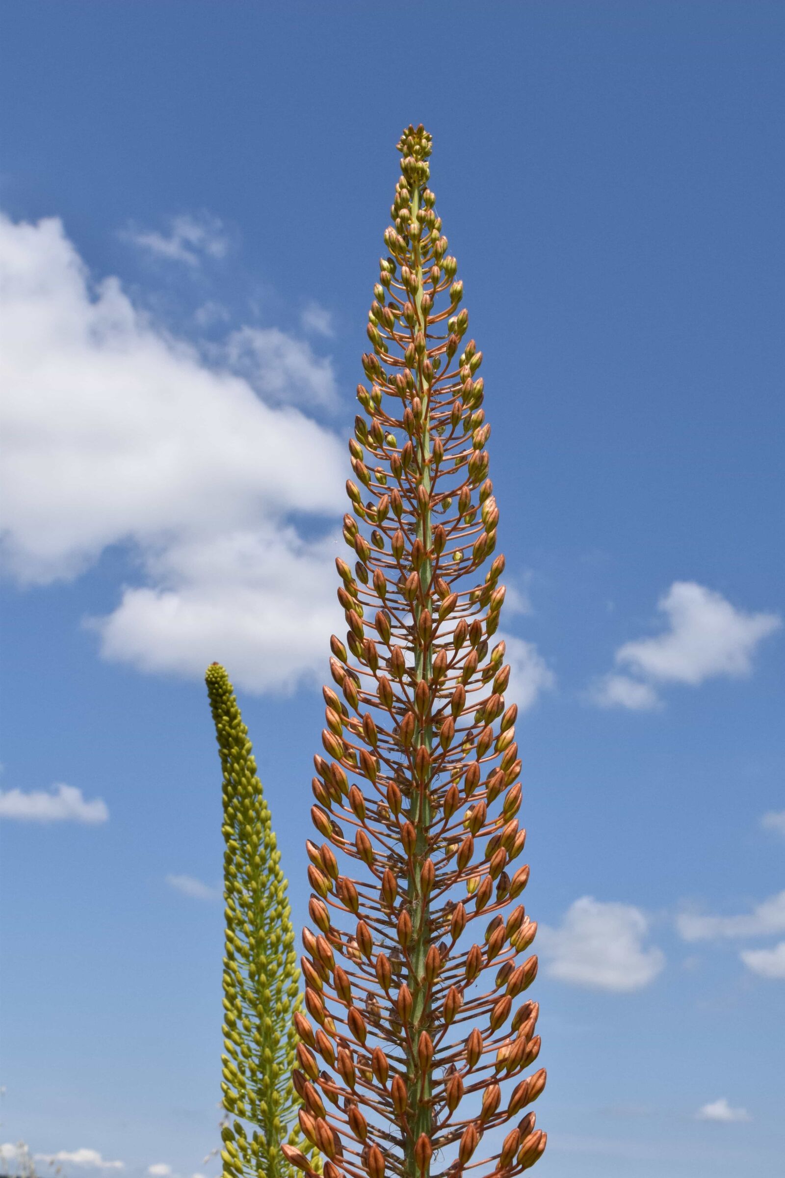 Nikon D3300 sample photo. Blue sky, nature, plant photography