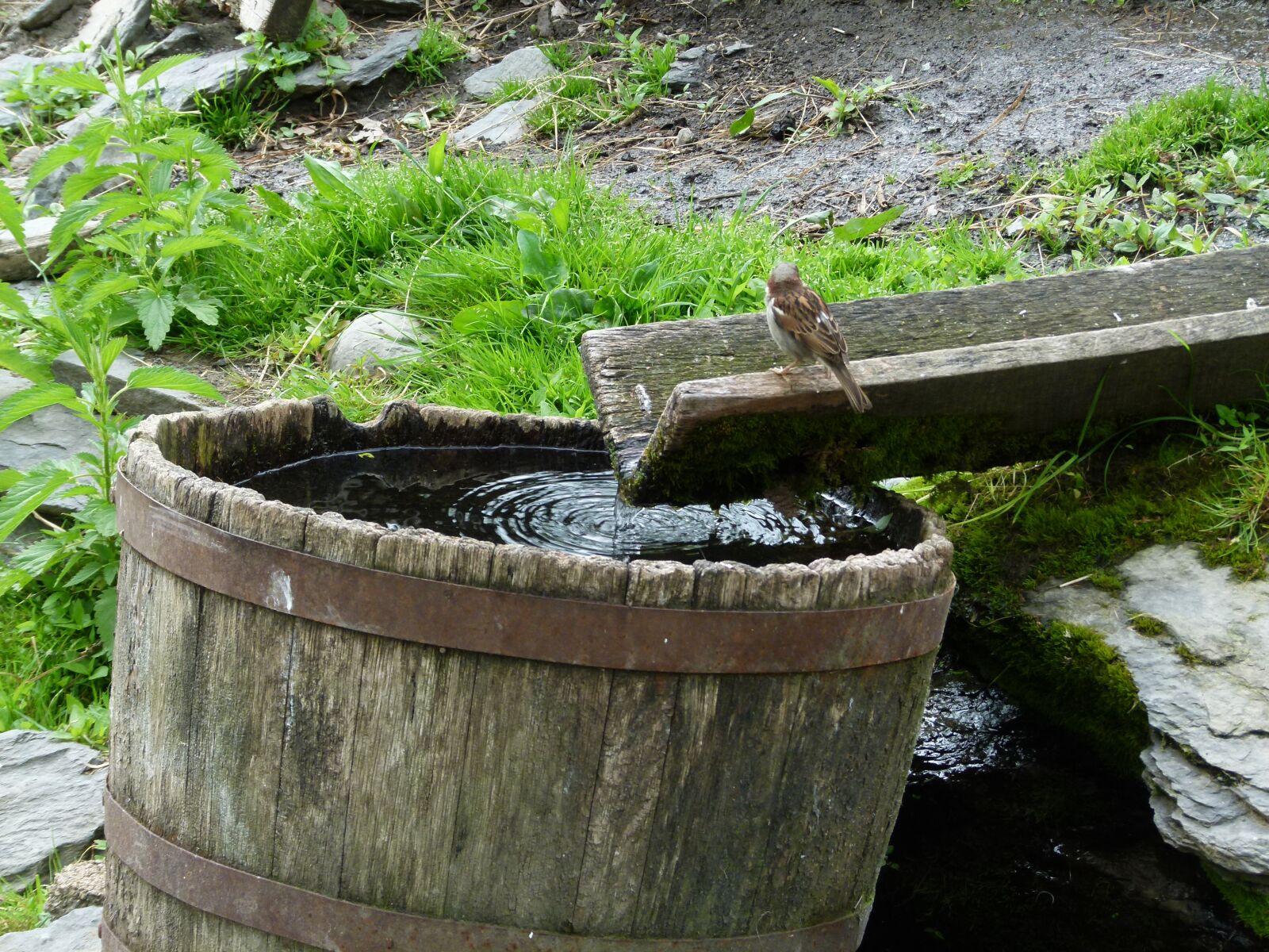 Panasonic Lumix DMC-FZ100 sample photo. Farm, water, agriculture photography