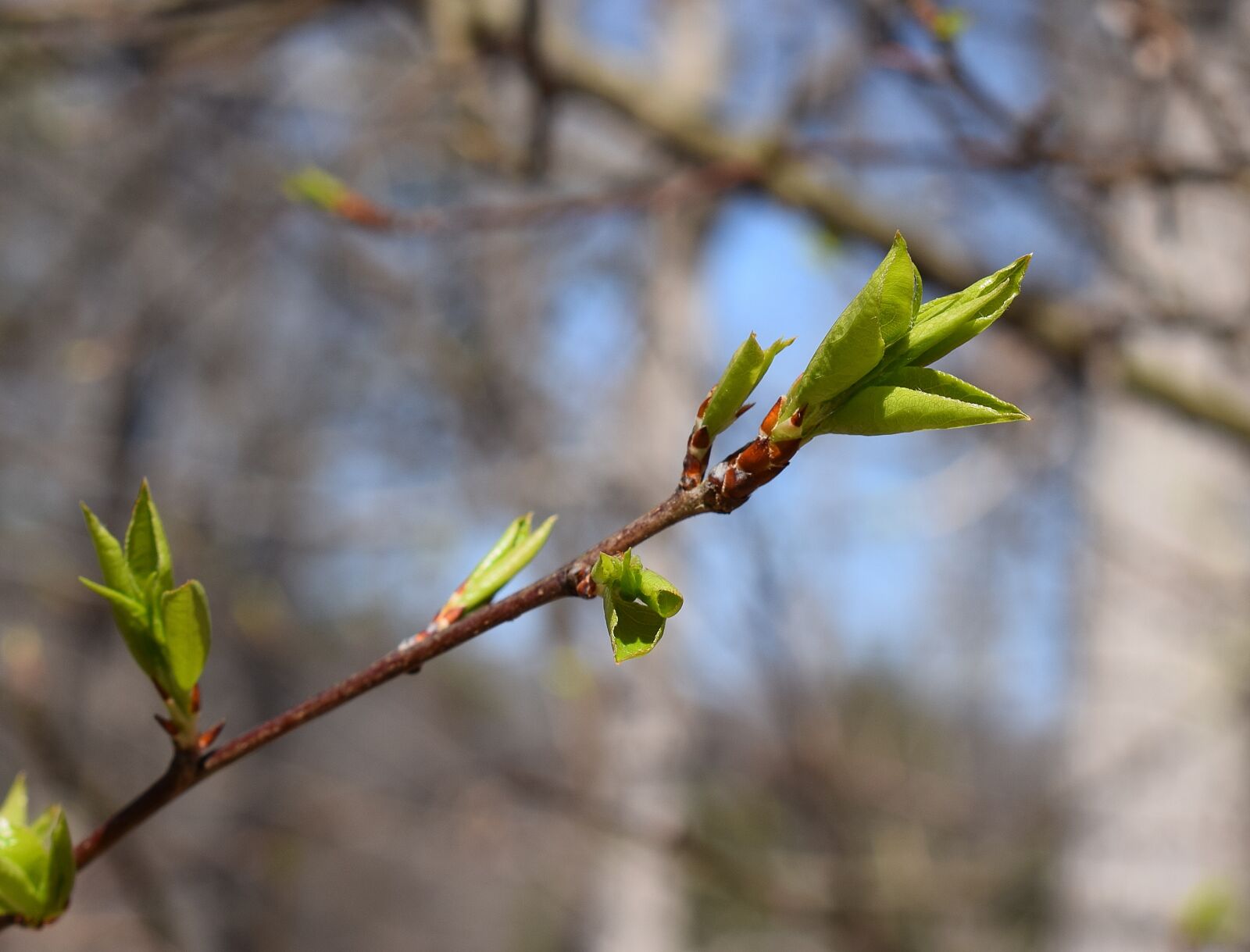 Nikon D3300 sample photo. New plum leaves, plum photography