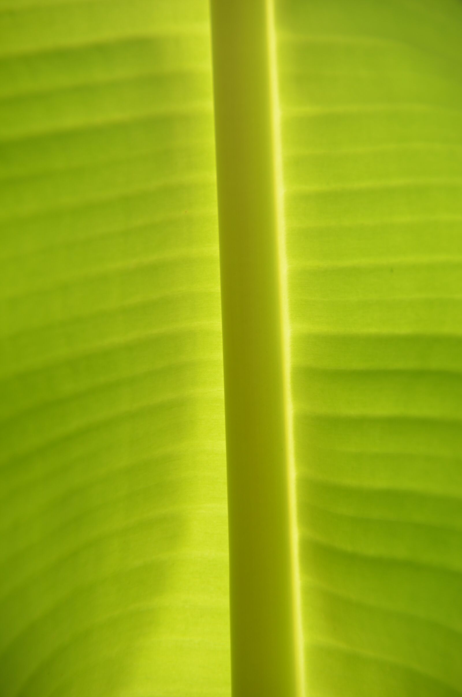 Nikon D7000 sample photo. Green, banana, tropics photography