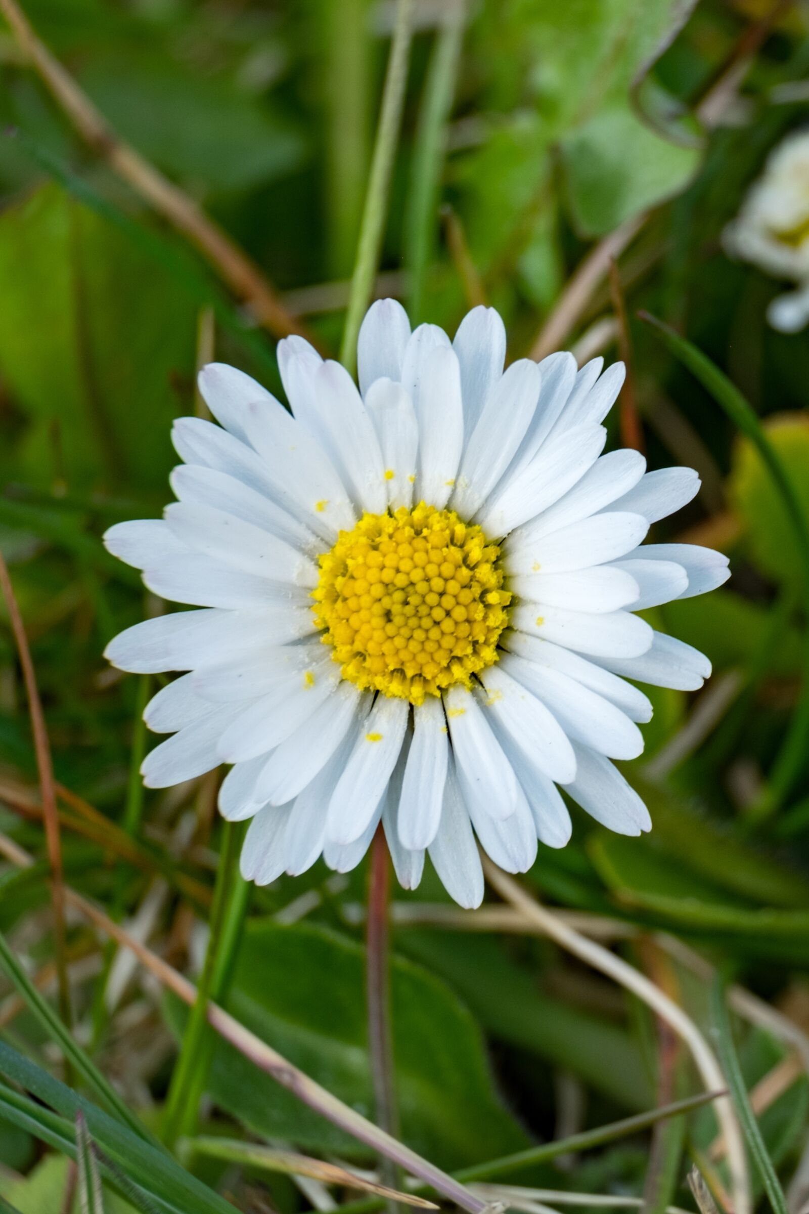 Fujifilm XF 55-200mm F3.5-4.8 R LM OIS sample photo. Daisy, flower, spring photography