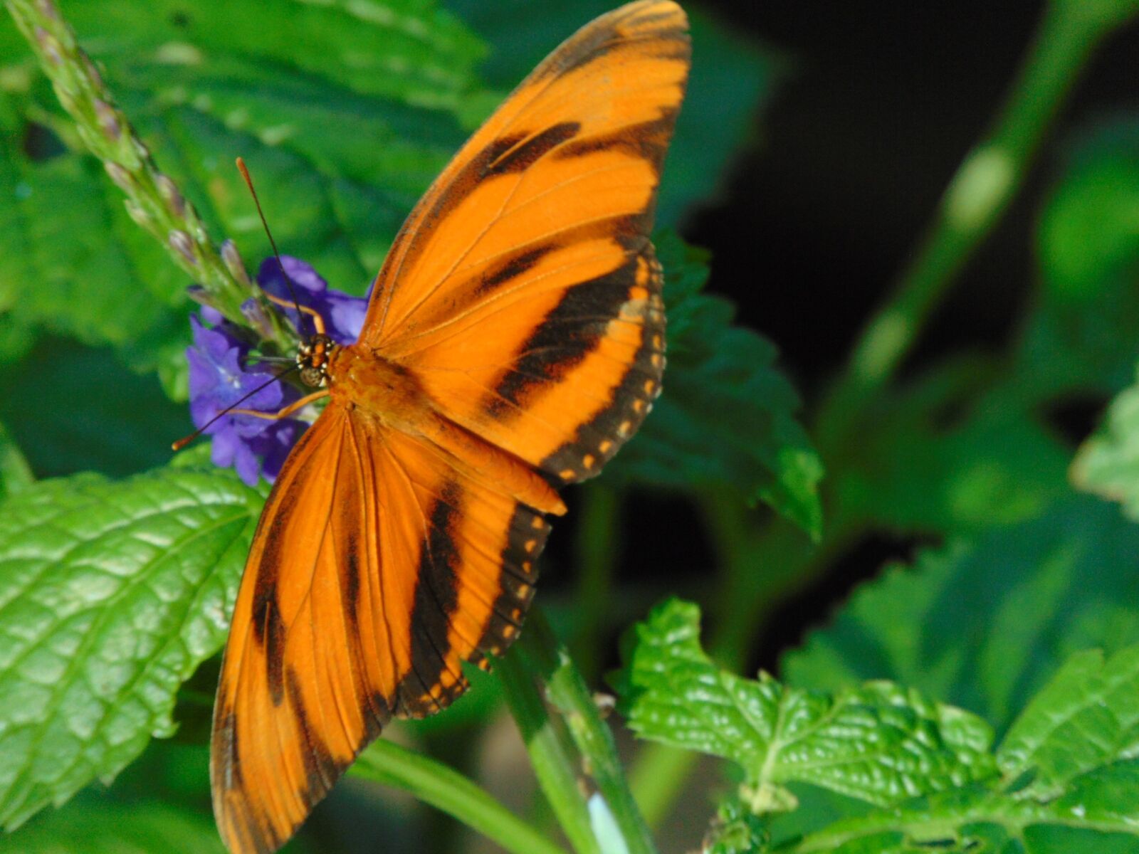 Sony Cyber-shot DSC-H300 sample photo. Butterfly, leaf, nature photography