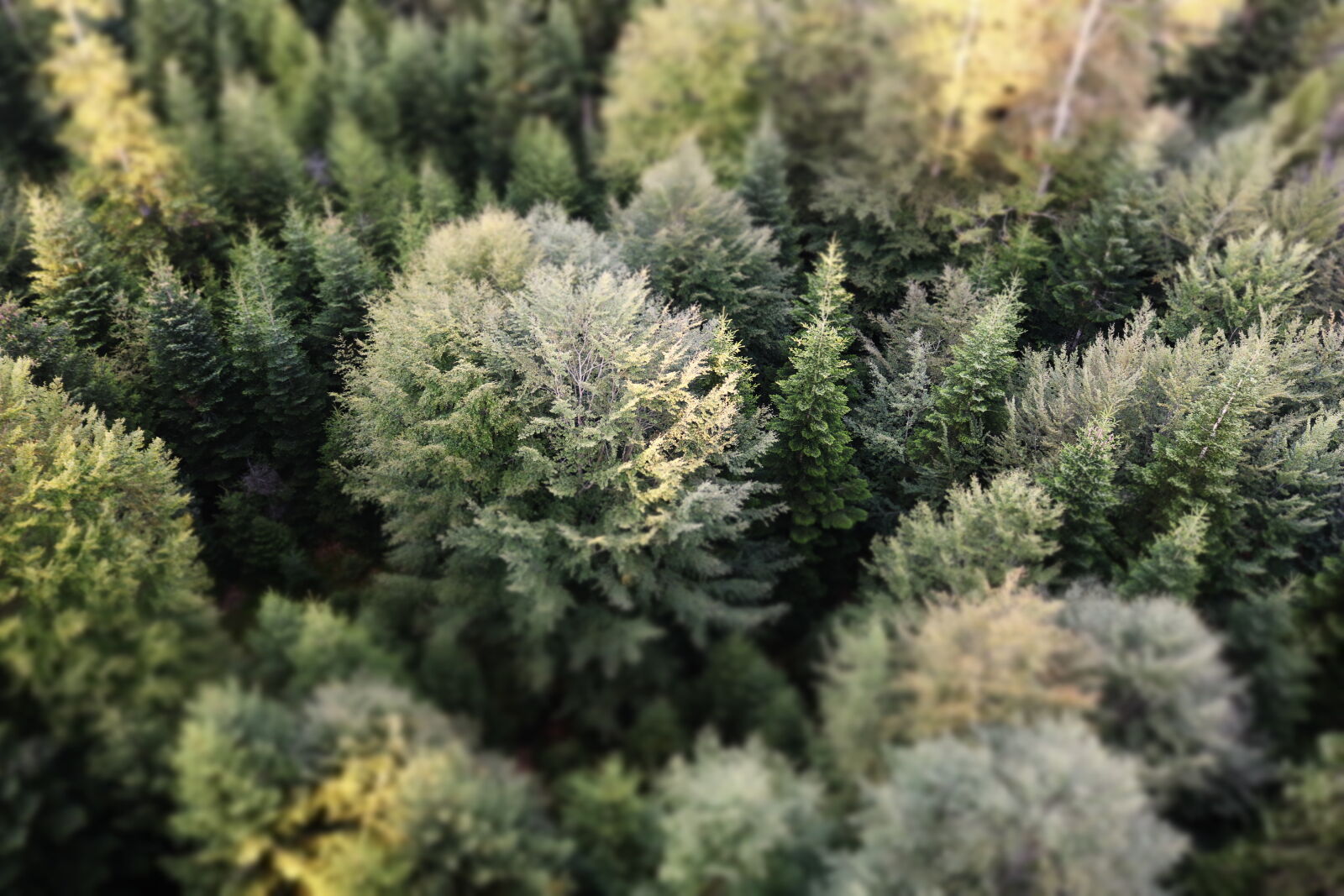 Canon EOS 750D (EOS Rebel T6i / EOS Kiss X8i) sample photo. Pine, tree, trees photography