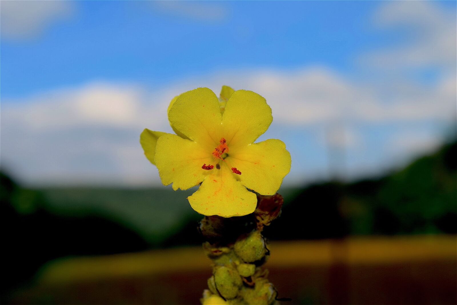 Nikon D3300 sample photo. Flower, yellow, bloom photography
