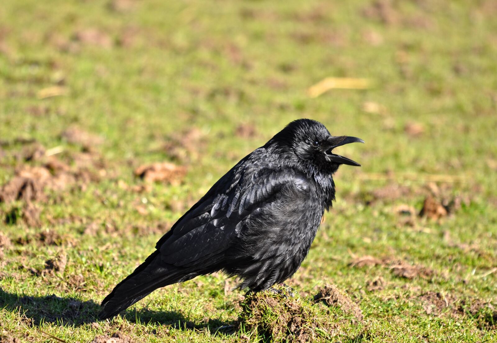 Nikon D90 sample photo. Crow, bird, animal photography