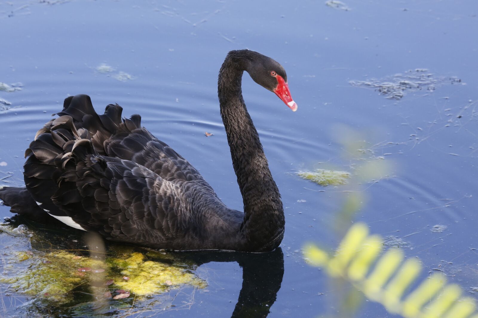 Canon EF 100-400mm F4.5-5.6L IS USM sample photo. Black, swan, water bird photography