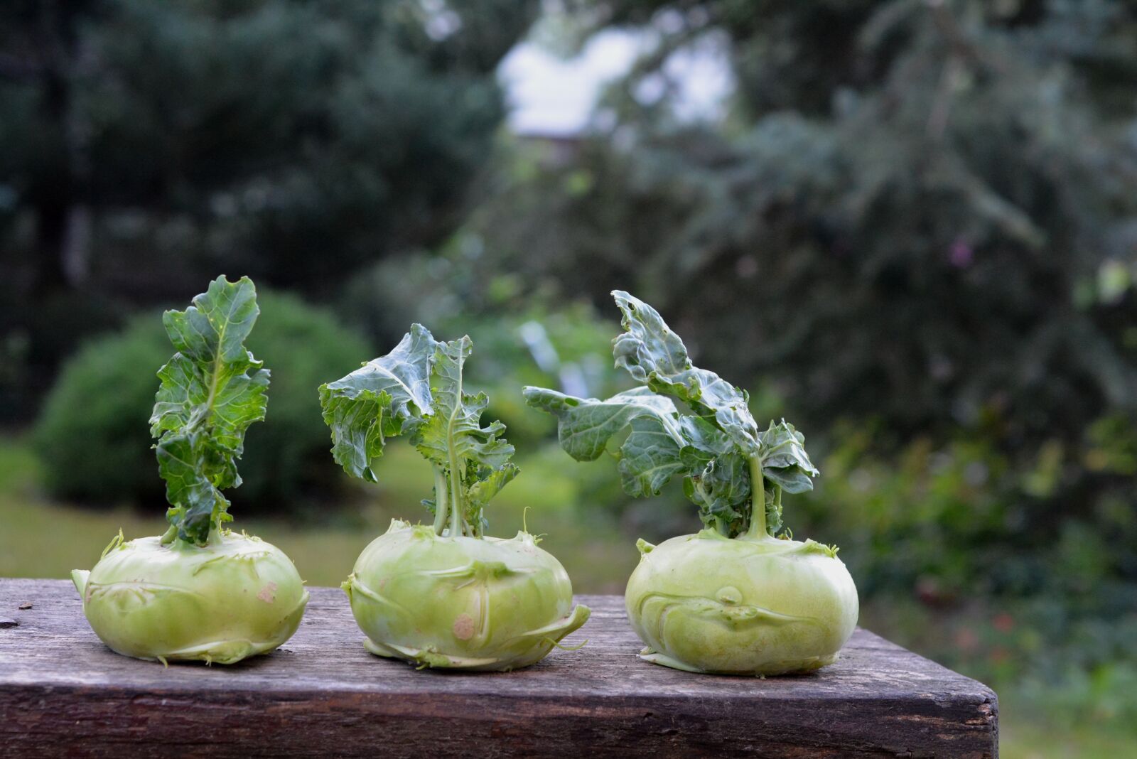 Nikon D5200 sample photo. Chinese cabbage ' kohlrabi photography