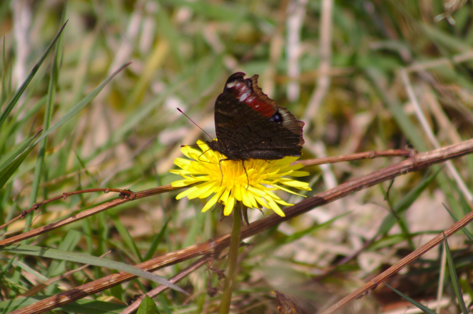 Canon EOS 50D sample photo. Butterfly, peacock, dandelion photography