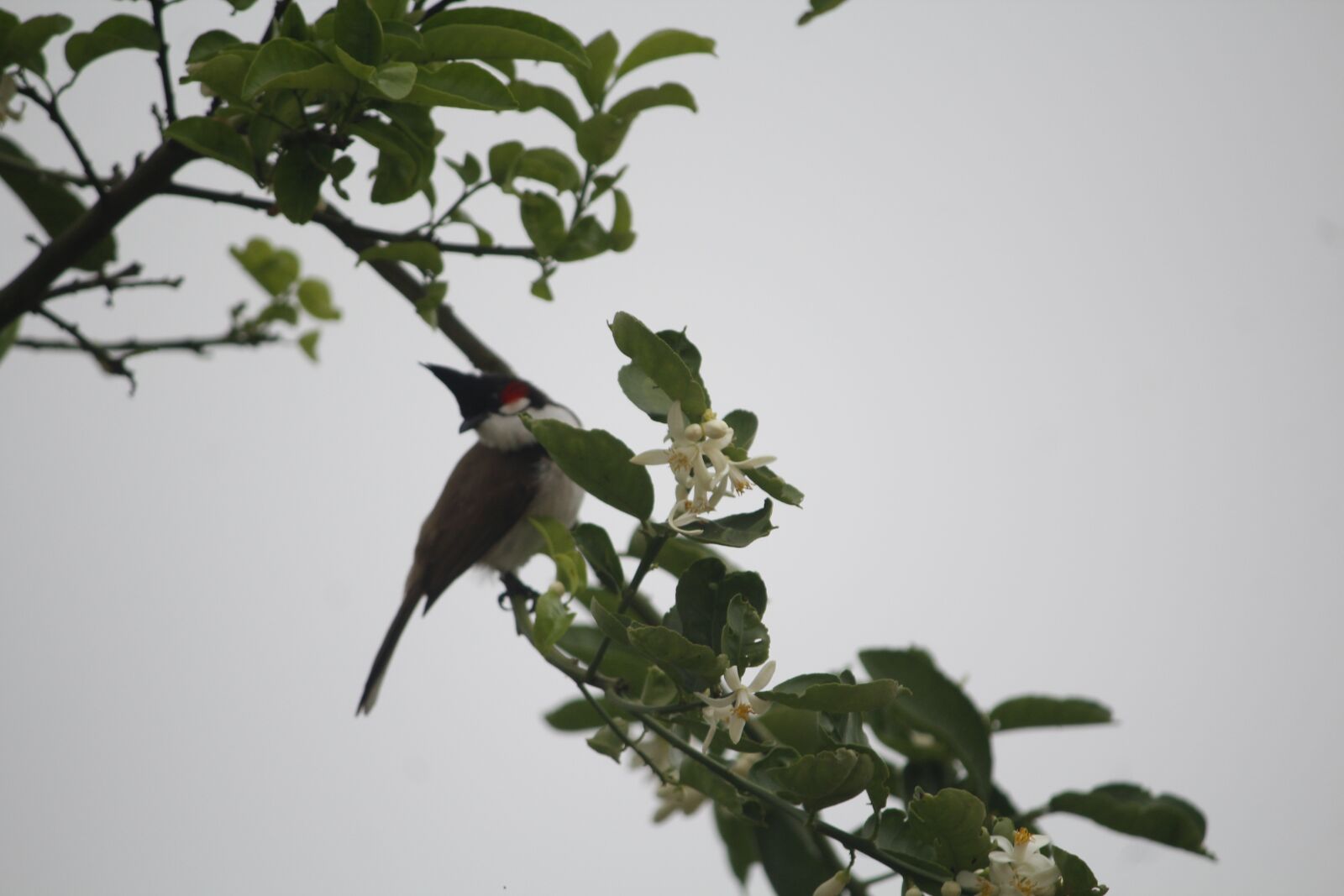 Canon EOS 1200D (EOS Rebel T5 / EOS Kiss X70 / EOS Hi) sample photo. Birds, nature, fly photography