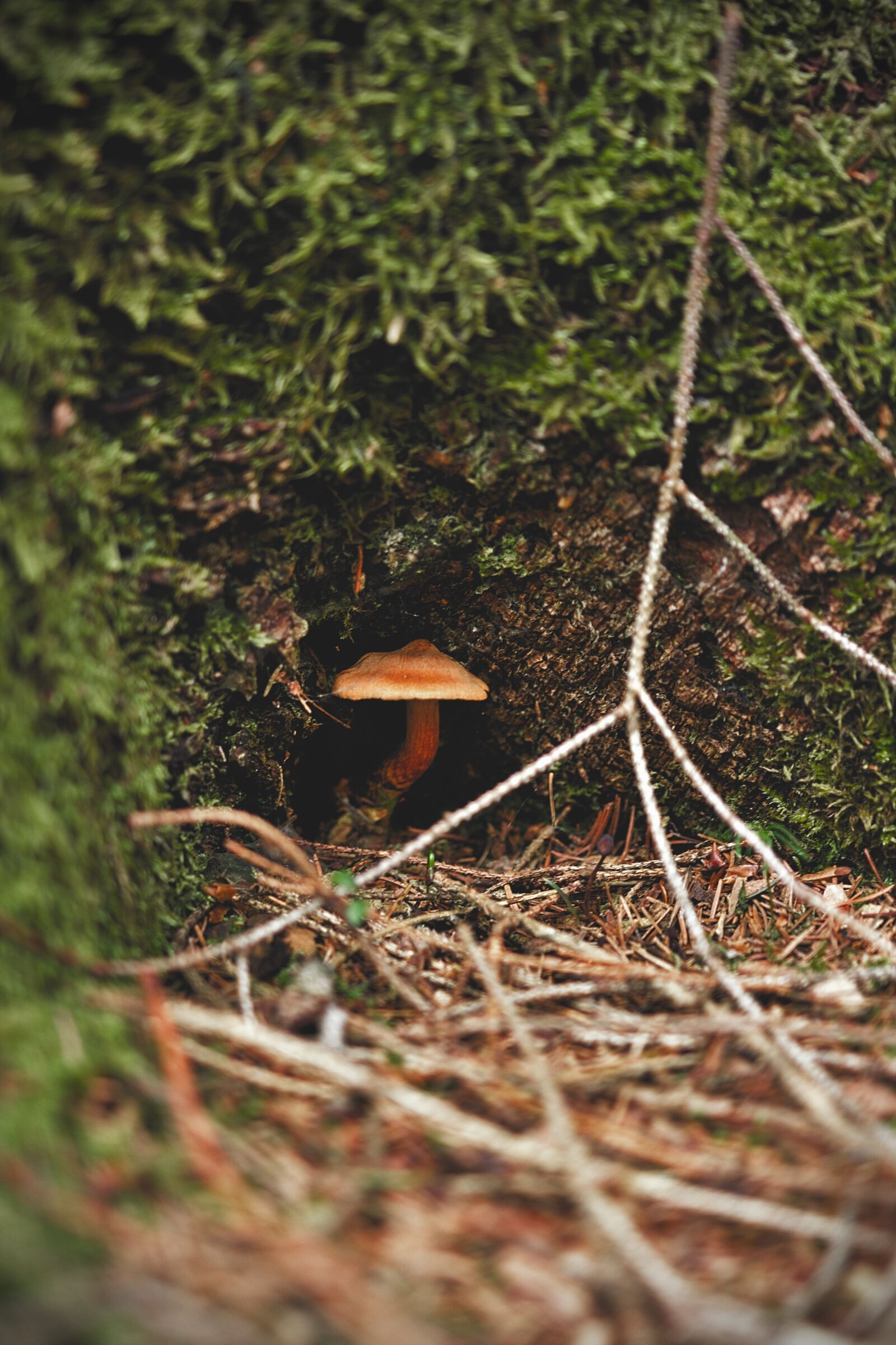 Nikon D5200 sample photo. Forest, mushroom, fungus photography