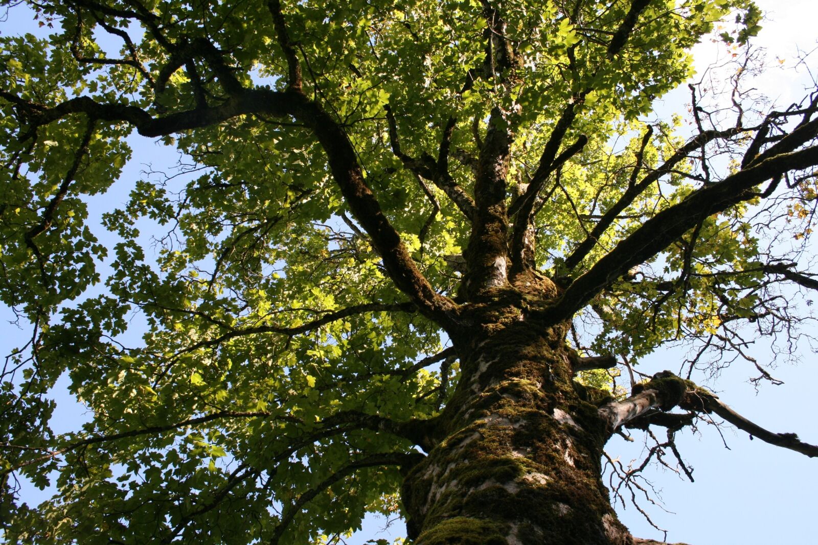 Canon EOS 400D (EOS Digital Rebel XTi / EOS Kiss Digital X) sample photo. Tree, landscape, nature photography