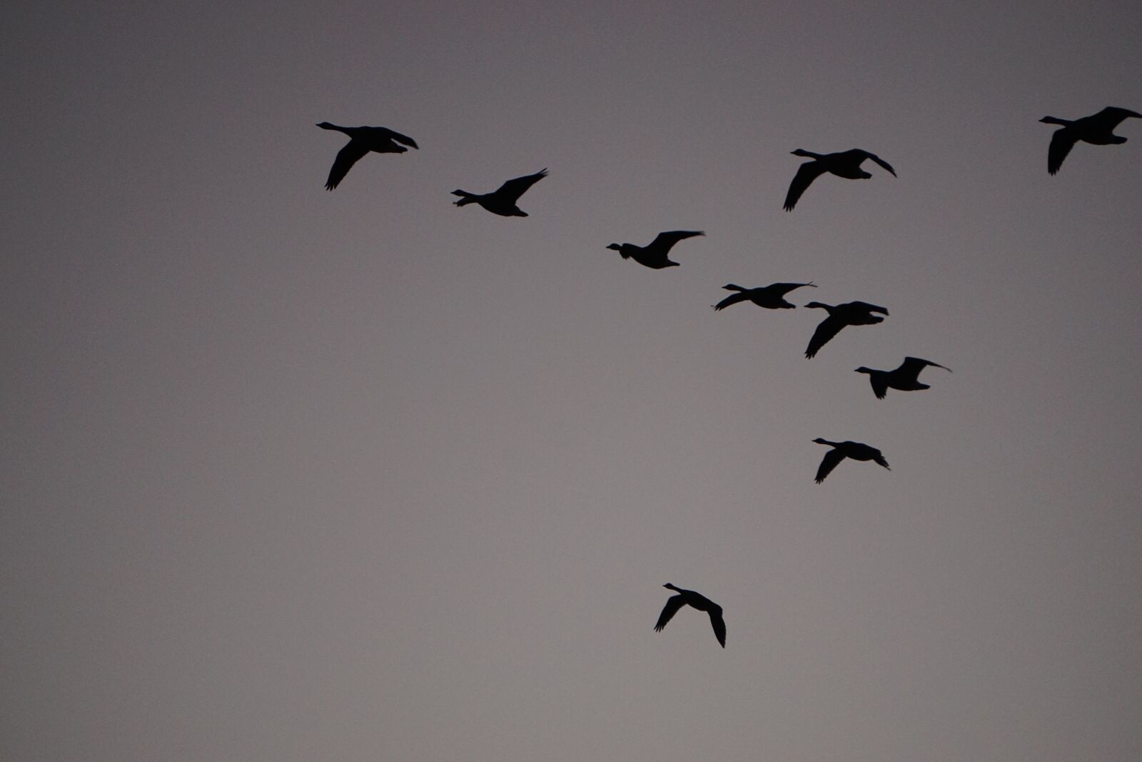 Sony E 55-210mm F4.5-6.3 OSS sample photo. Wild geese, sky, flying photography