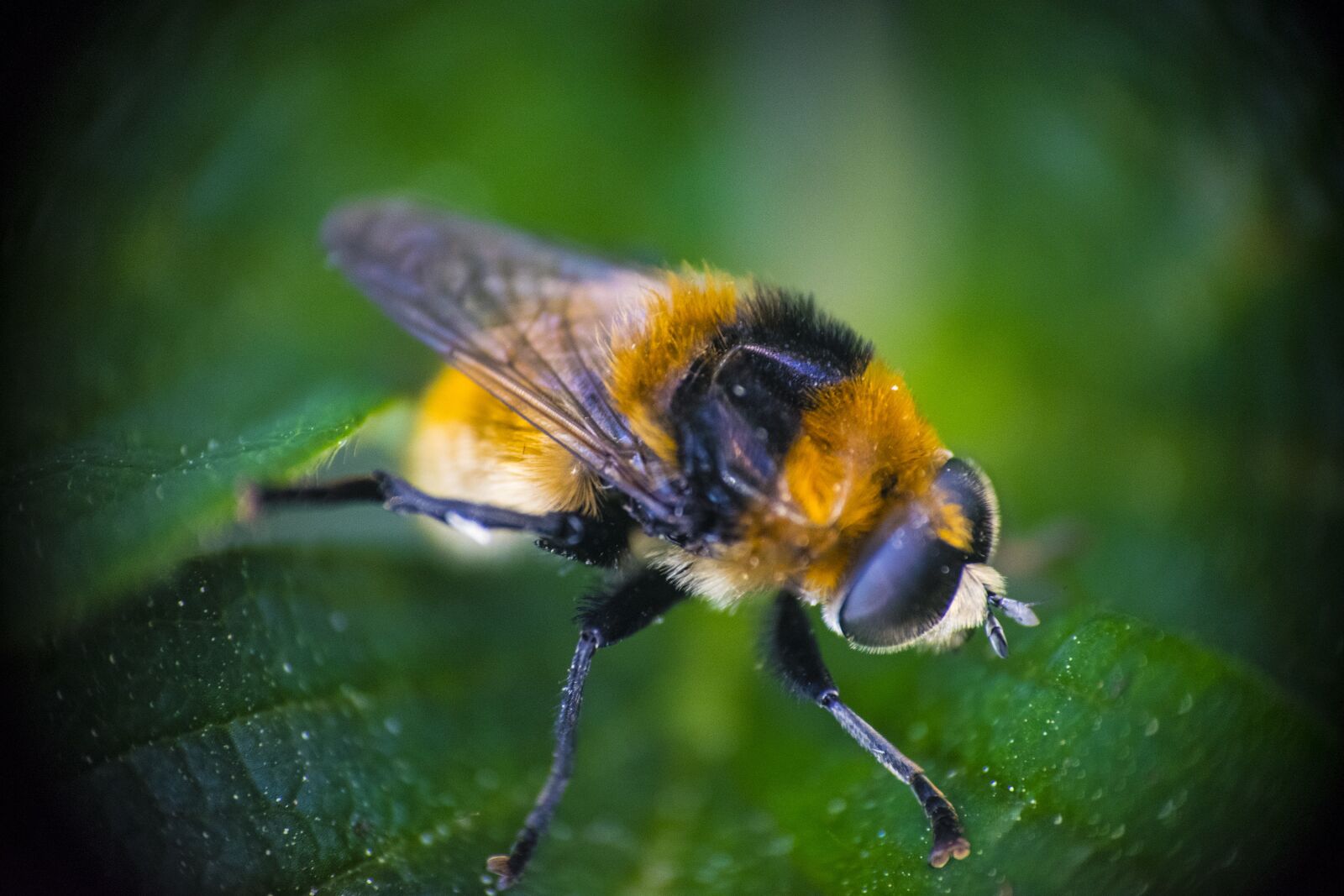 Nikon D5300 sample photo. Bumble bee, macro, leaf photography