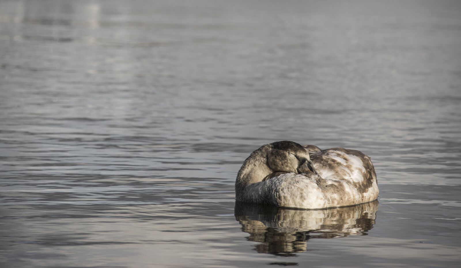 Nikon D7100 sample photo. Bird, water, nature photography