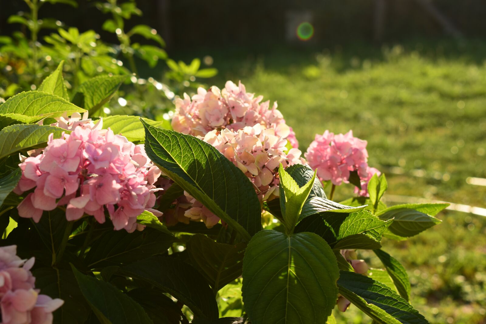 Nikon D5300 sample photo. Hydrangea, plant, flowers photography