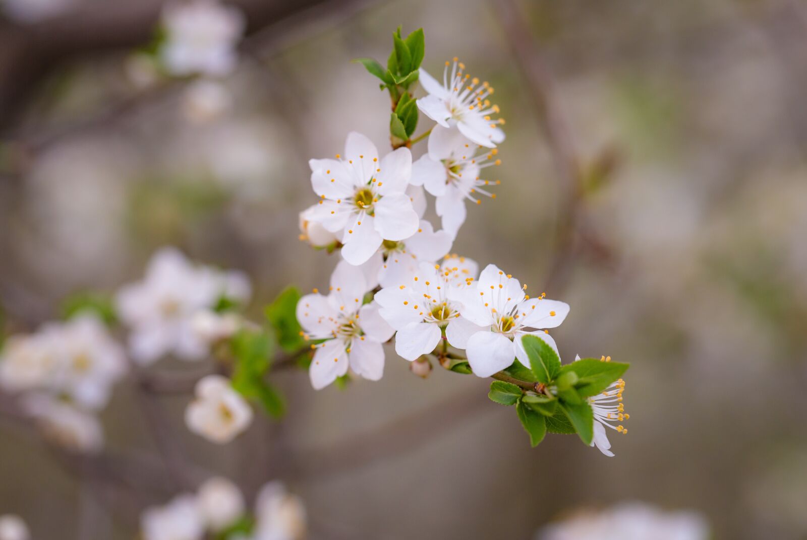 Canon EF 100mm F2.8L Macro IS USM sample photo. White, petals, flower photography