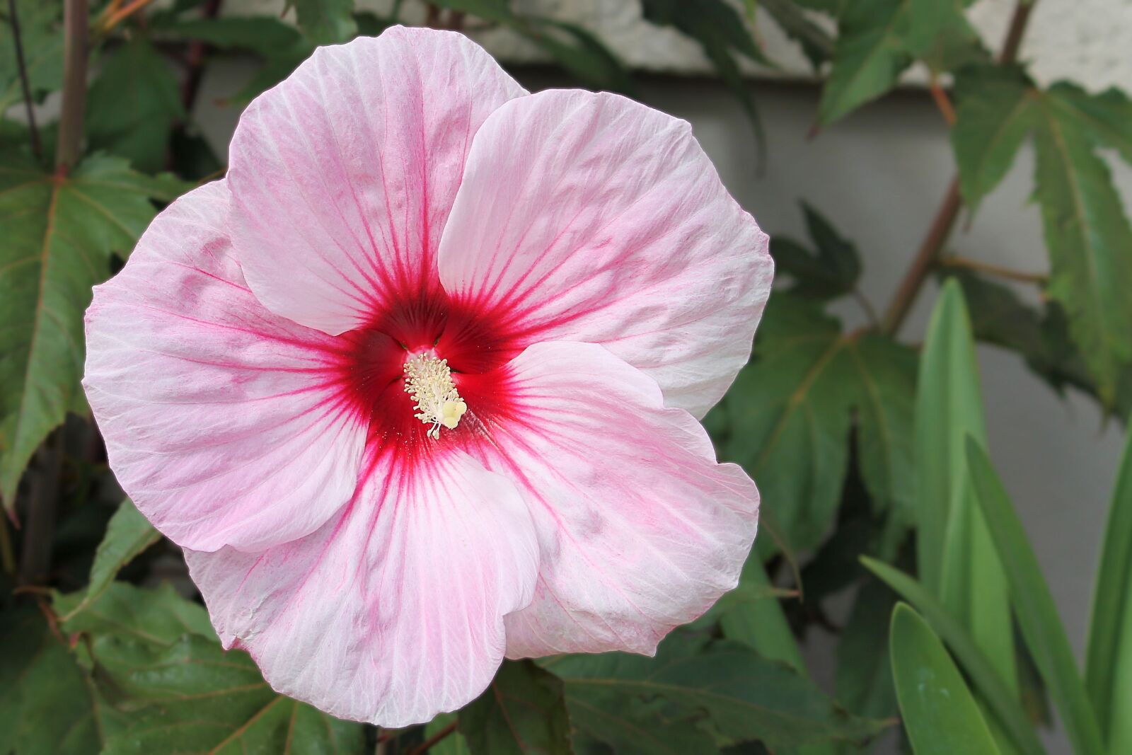 Canon EF-S 55-250mm F4-5.6 IS II sample photo. Hibiscus, giant hibiscus, pink photography