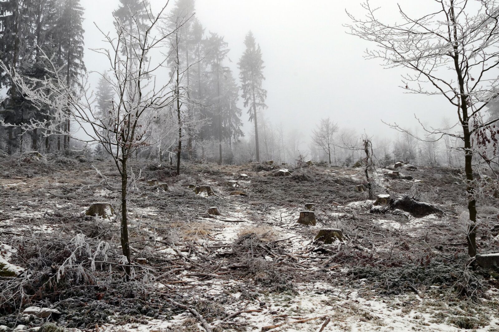 Canon EOS 80D + Canon EF-S 18-200mm F3.5-5.6 IS sample photo. Tree stumps, waldsterben, winter photography