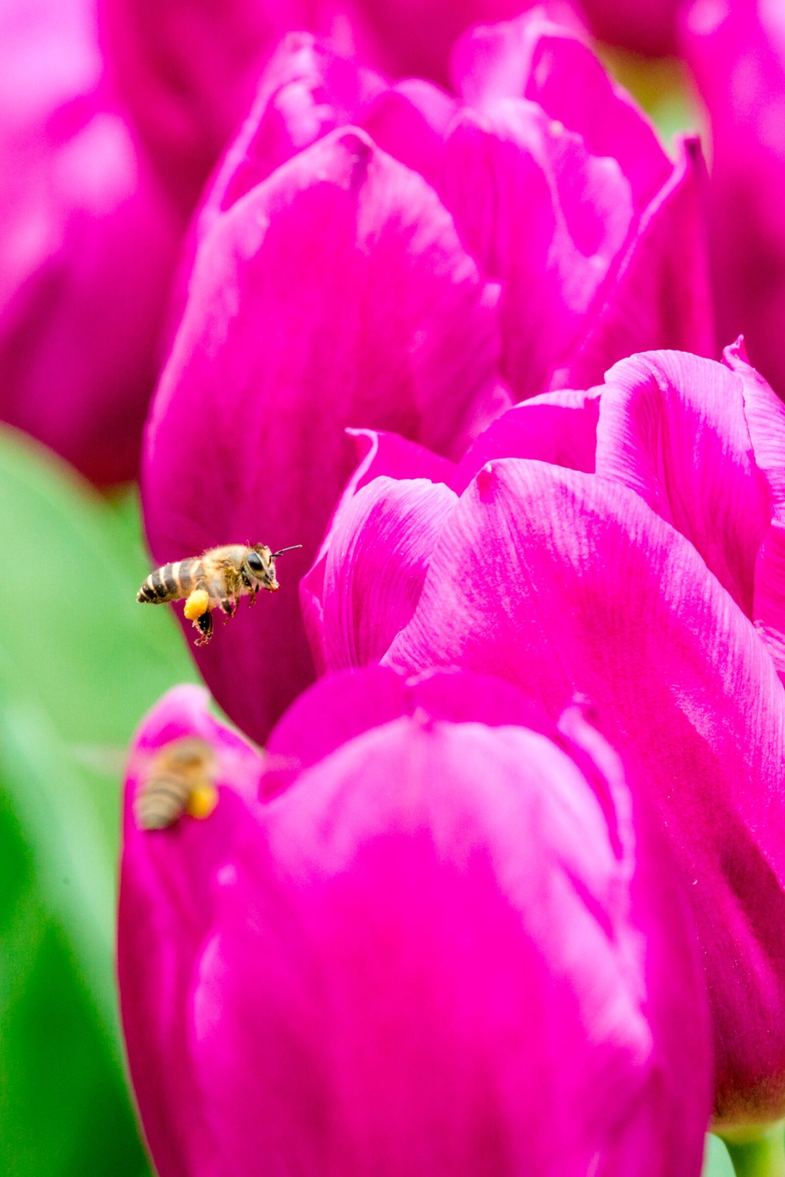 Canon EOS 5D Mark III sample photo. Nature, flower, plant photography
