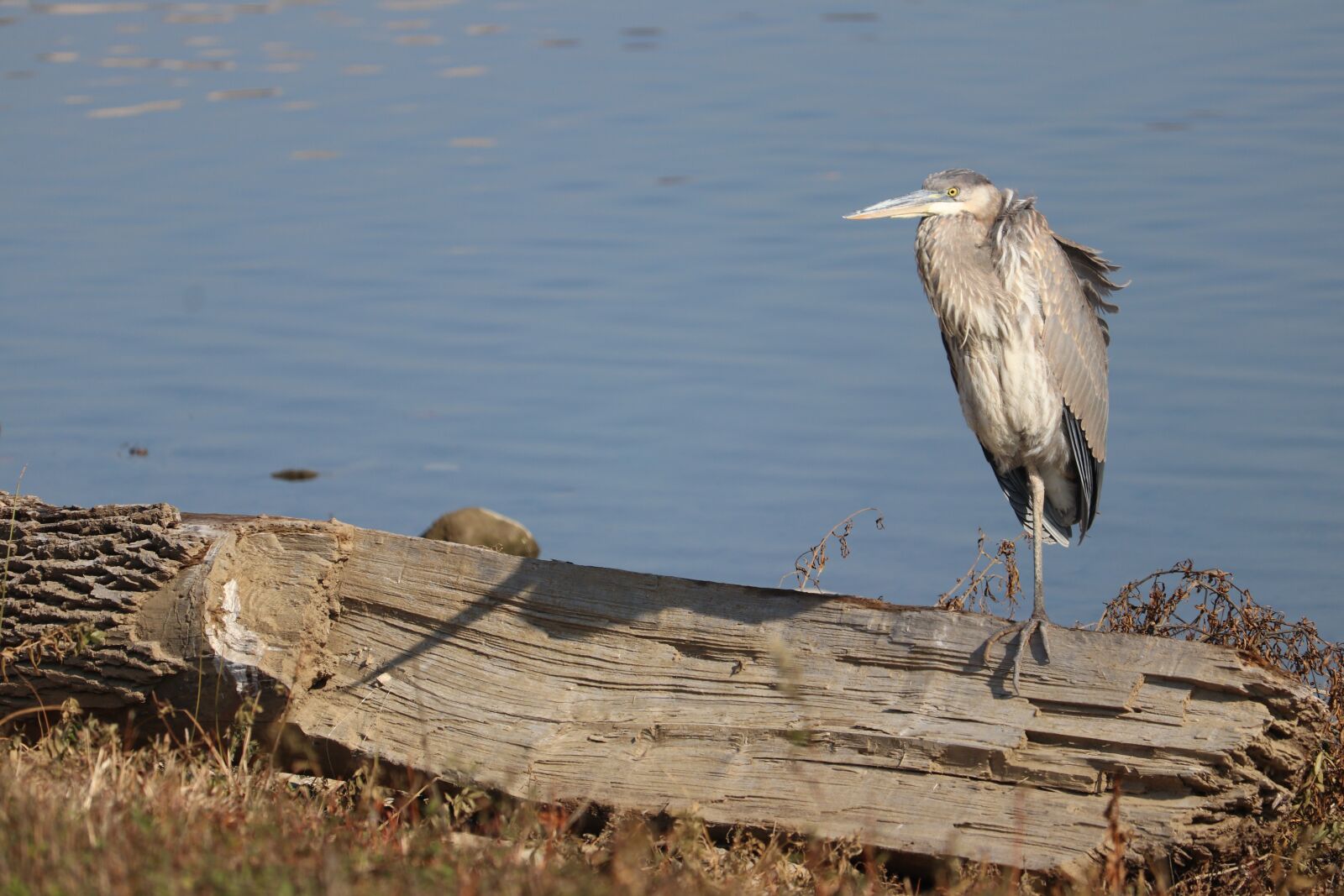 Canon EF-S 55-250mm F4-5.6 IS STM sample photo. Heron, stork, bird photography