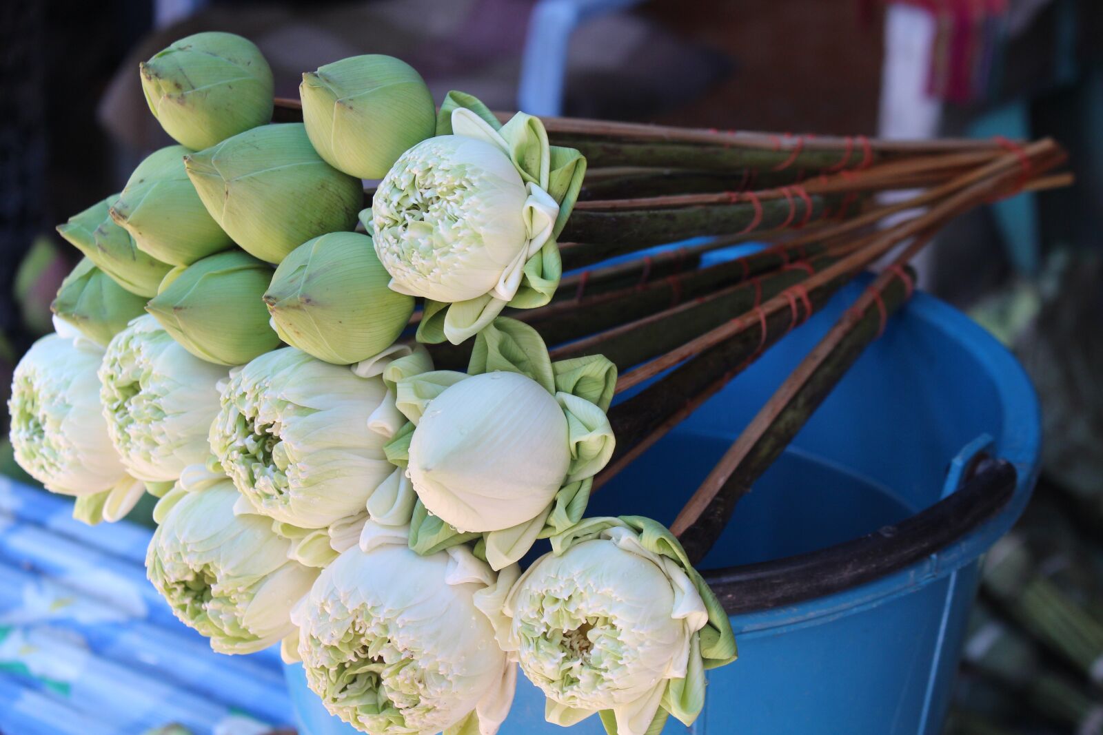 Canon EOS 700D (EOS Rebel T5i / EOS Kiss X7i) sample photo. Lotus flowers, thailand, lotus photography