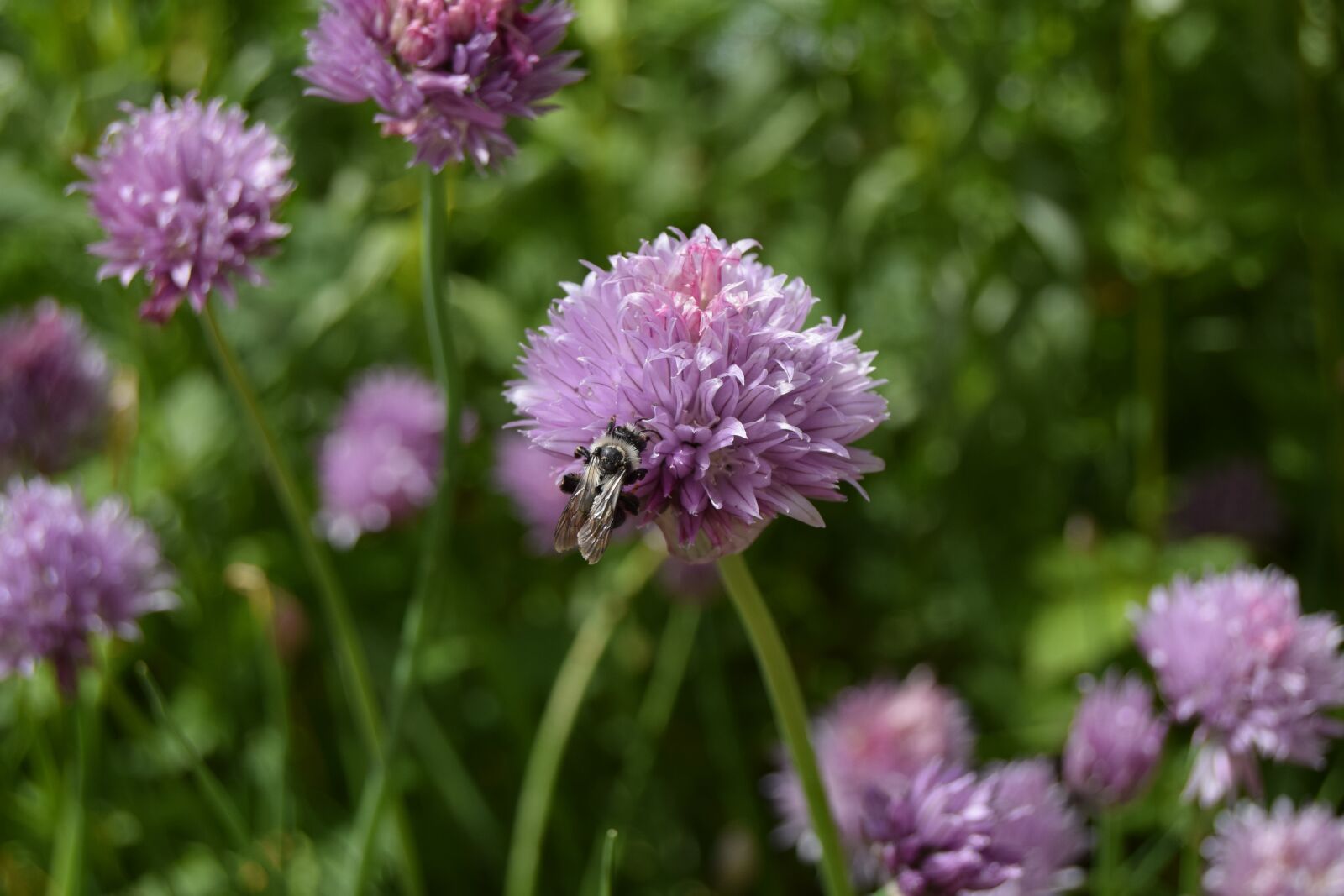 Nikon D3300 sample photo. Bee, chives, flower photography