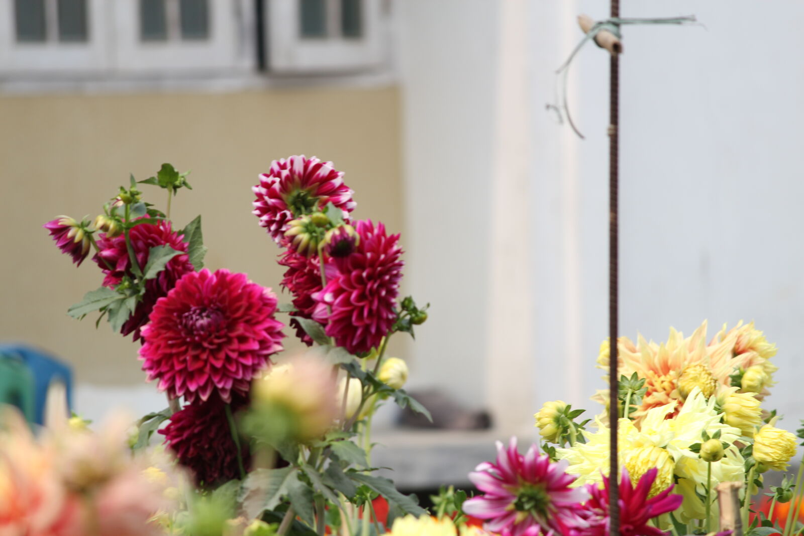 Canon EF-S 55-250mm F4-5.6 IS II sample photo