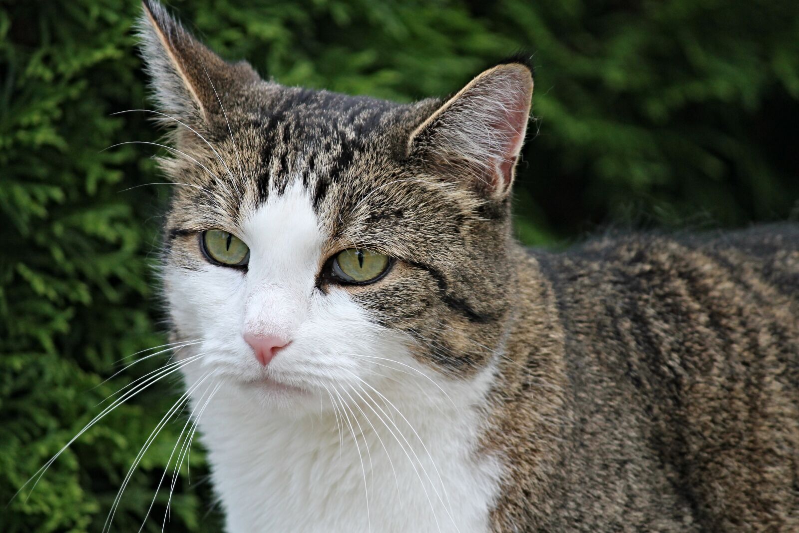 Canon EOS 1100D (EOS Rebel T3 / EOS Kiss X50) sample photo. Cat, domestic cat, pet photography