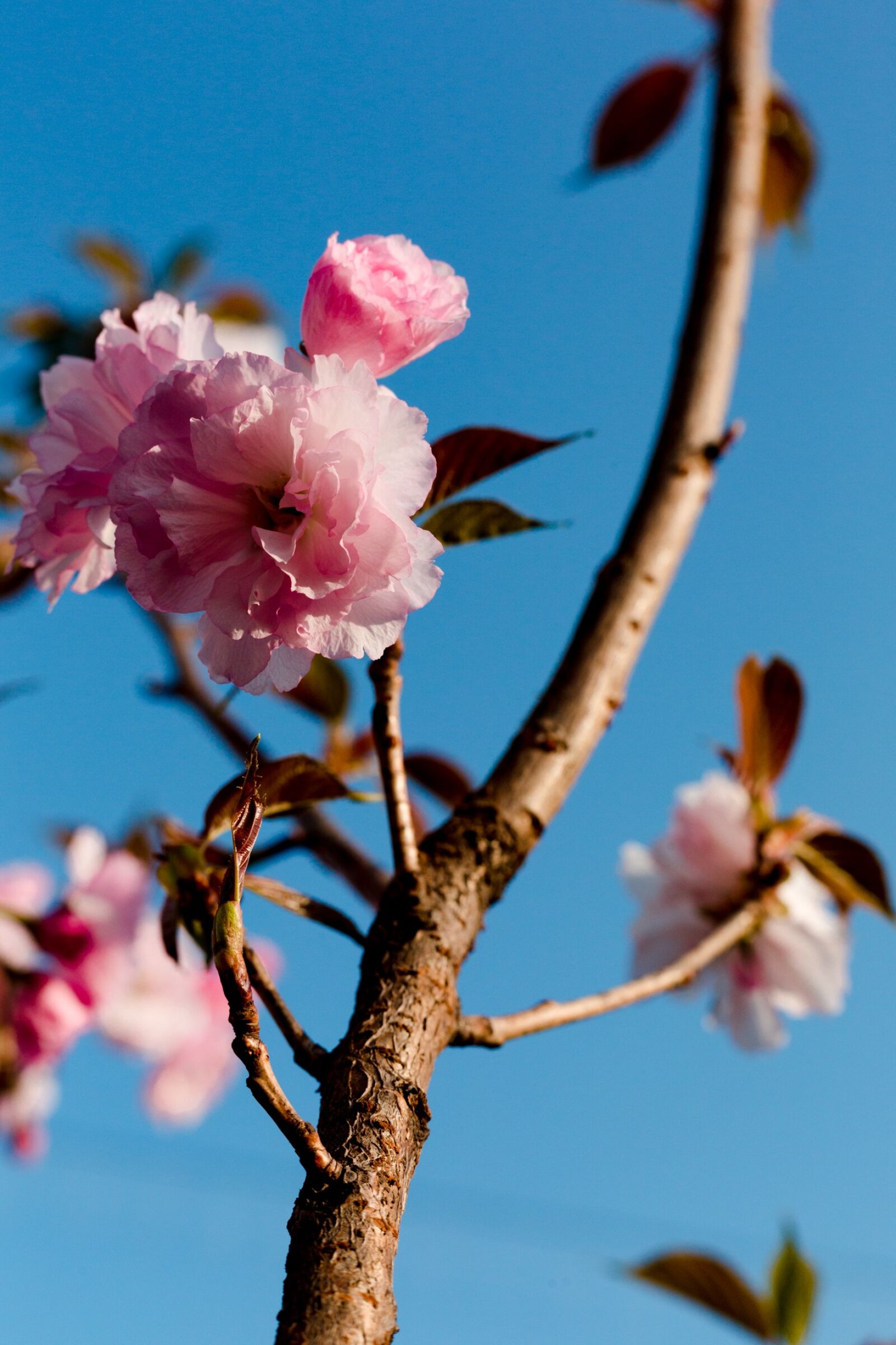 Canon EOS 5D Mark III sample photo. Flower, nature, tree photography