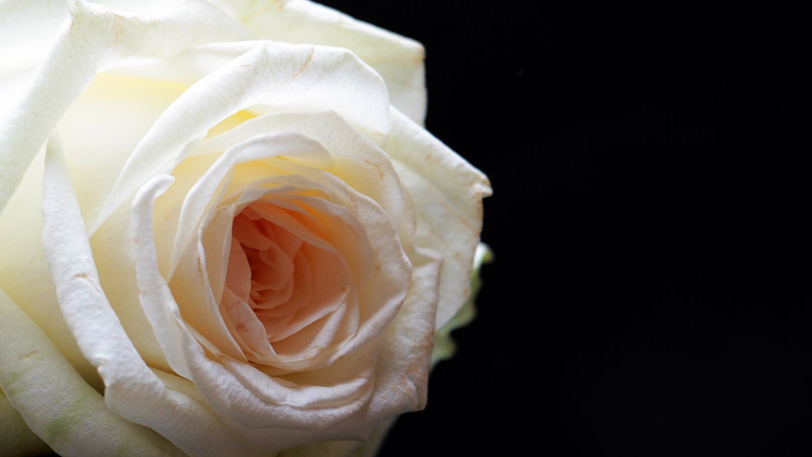 Canon EOS 550D (EOS Rebel T2i / EOS Kiss X4) sample photo. Rose, rose bloom, flower photography