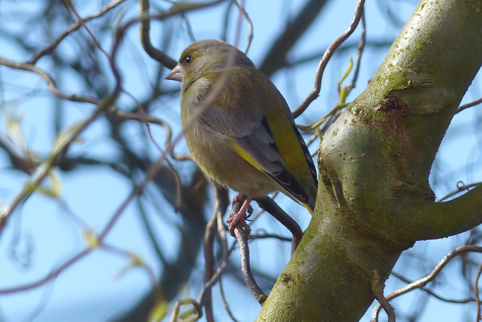 Panasonic Lumix DMC-FZ200 sample photo. Verdier, bird, nature photography