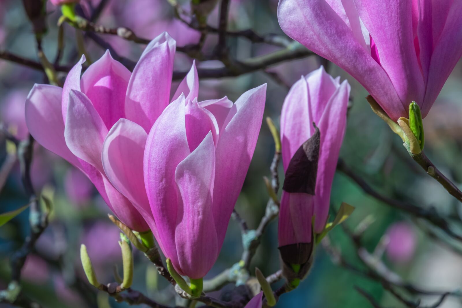 Fujifilm X-T10 sample photo. Magnolia, flower, blossom photography