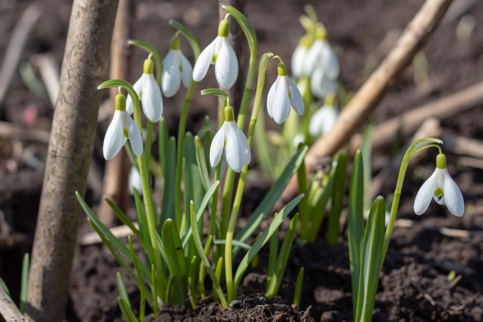 Canon EOS 1300D (EOS Rebel T6 / EOS Kiss X80) + Canon EF 50mm F1.8 STM sample photo. Snowdrops, flowers, spring photography