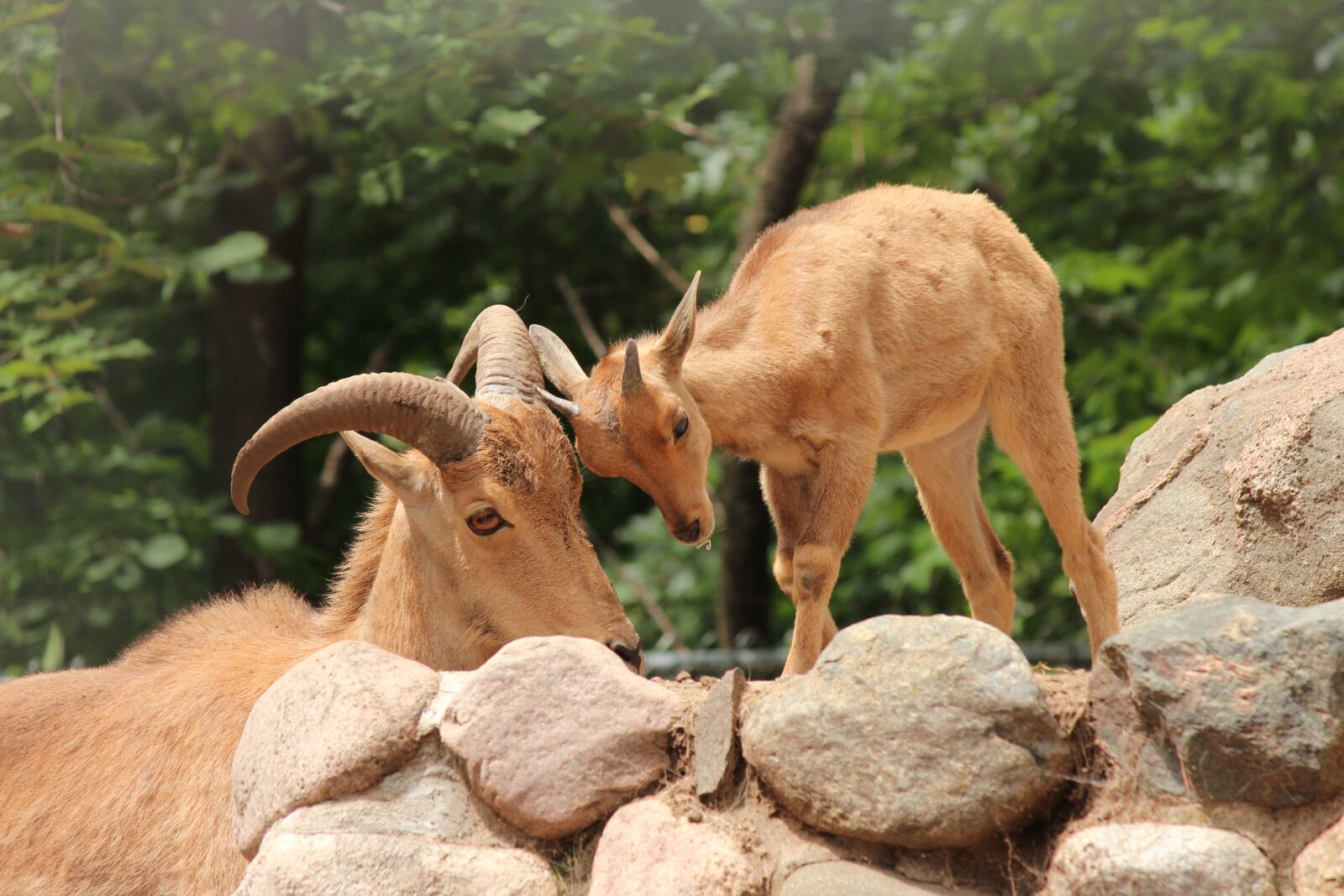 Canon EOS 650D (EOS Rebel T4i / EOS Kiss X6i) + Canon EF-S 55-250mm F4-5.6 IS II sample photo. Sheep, baby, animal photography