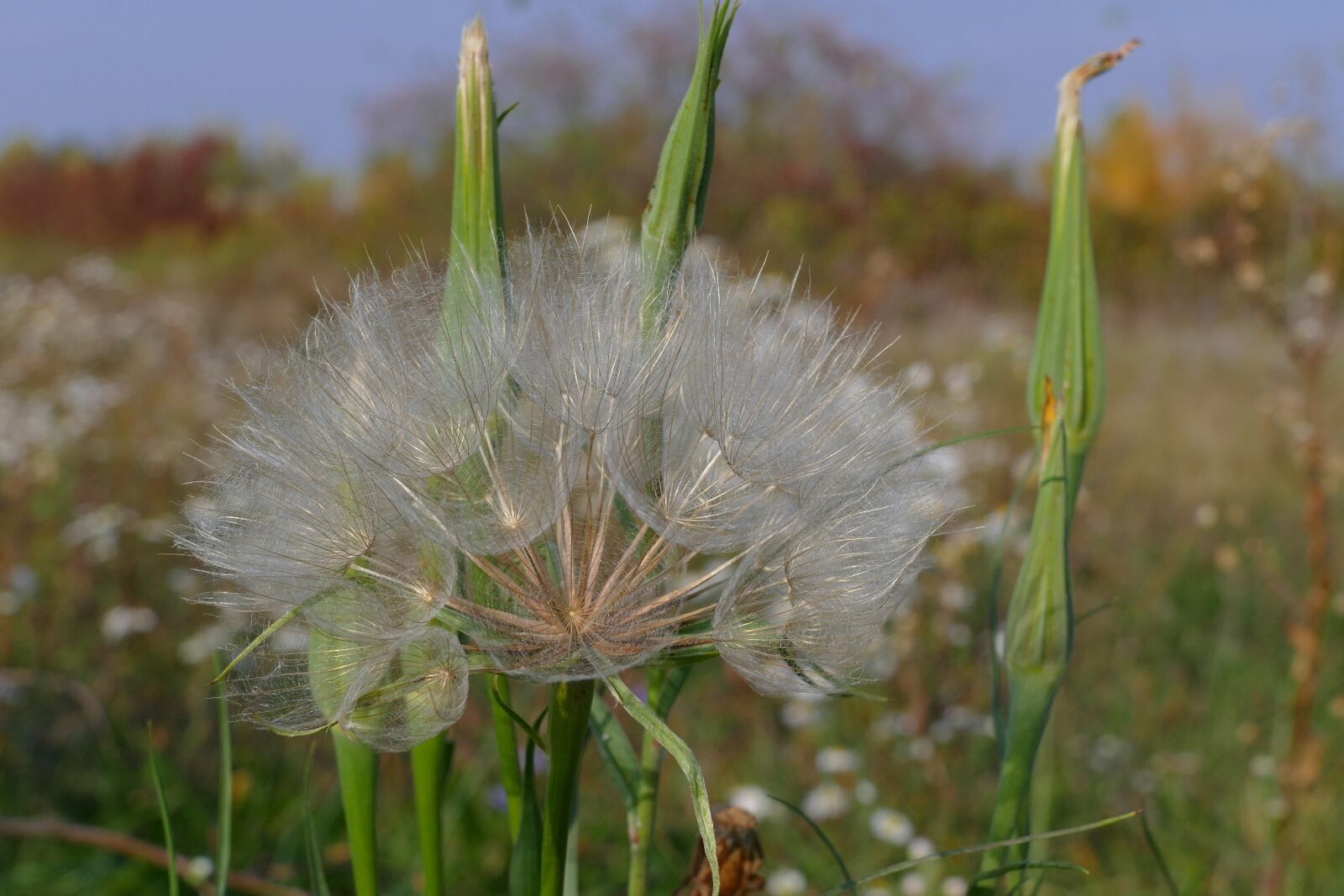 Panasonic Lumix DMC-FZ1000 sample photo. Dandelion, meadow, close-up photography