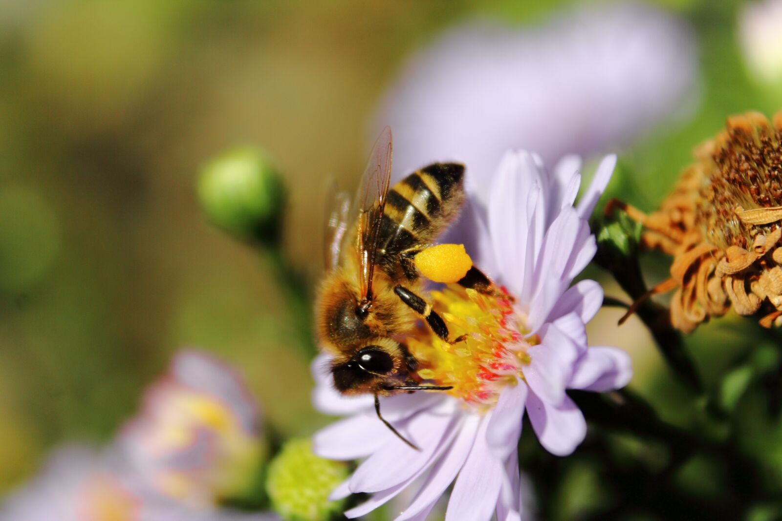 Canon EOS 1100D (EOS Rebel T3 / EOS Kiss X50) sample photo. Bee, flower, insect photography