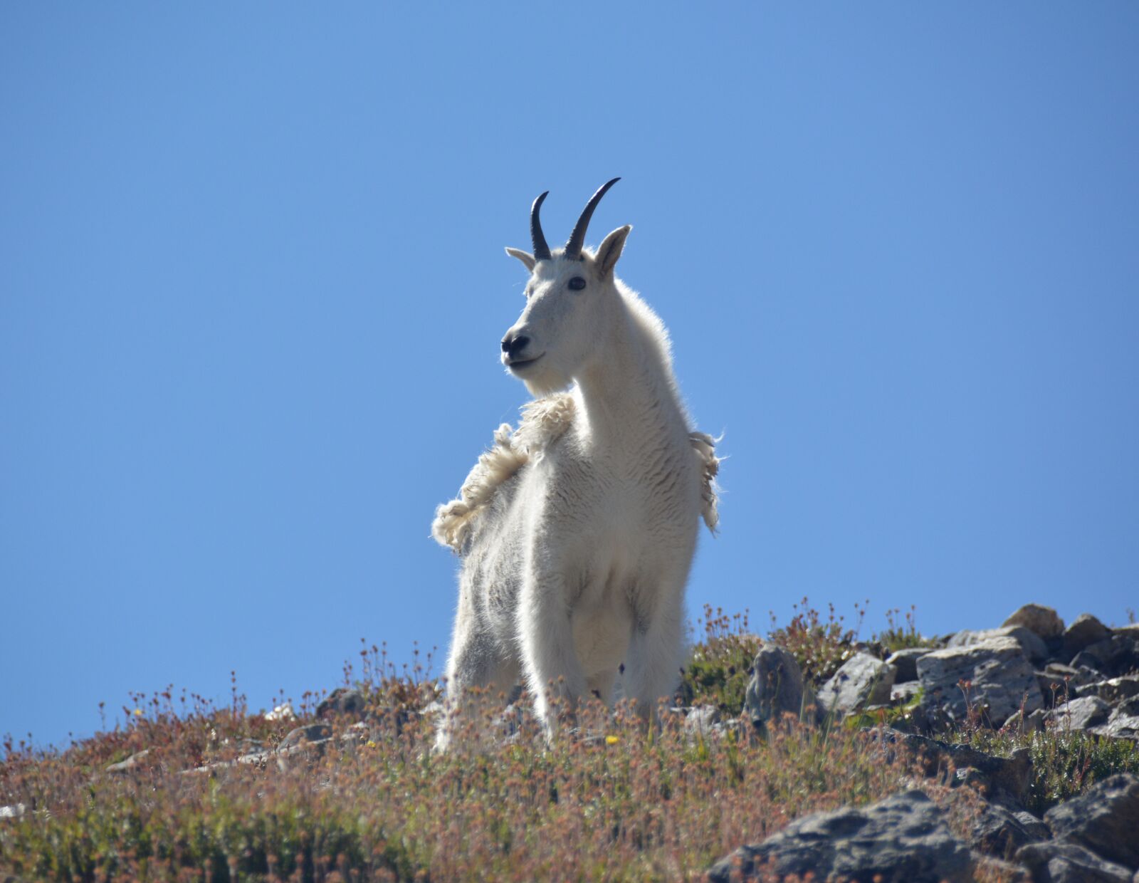 Nikon D5200 sample photo. Goat, mountain, wild photography