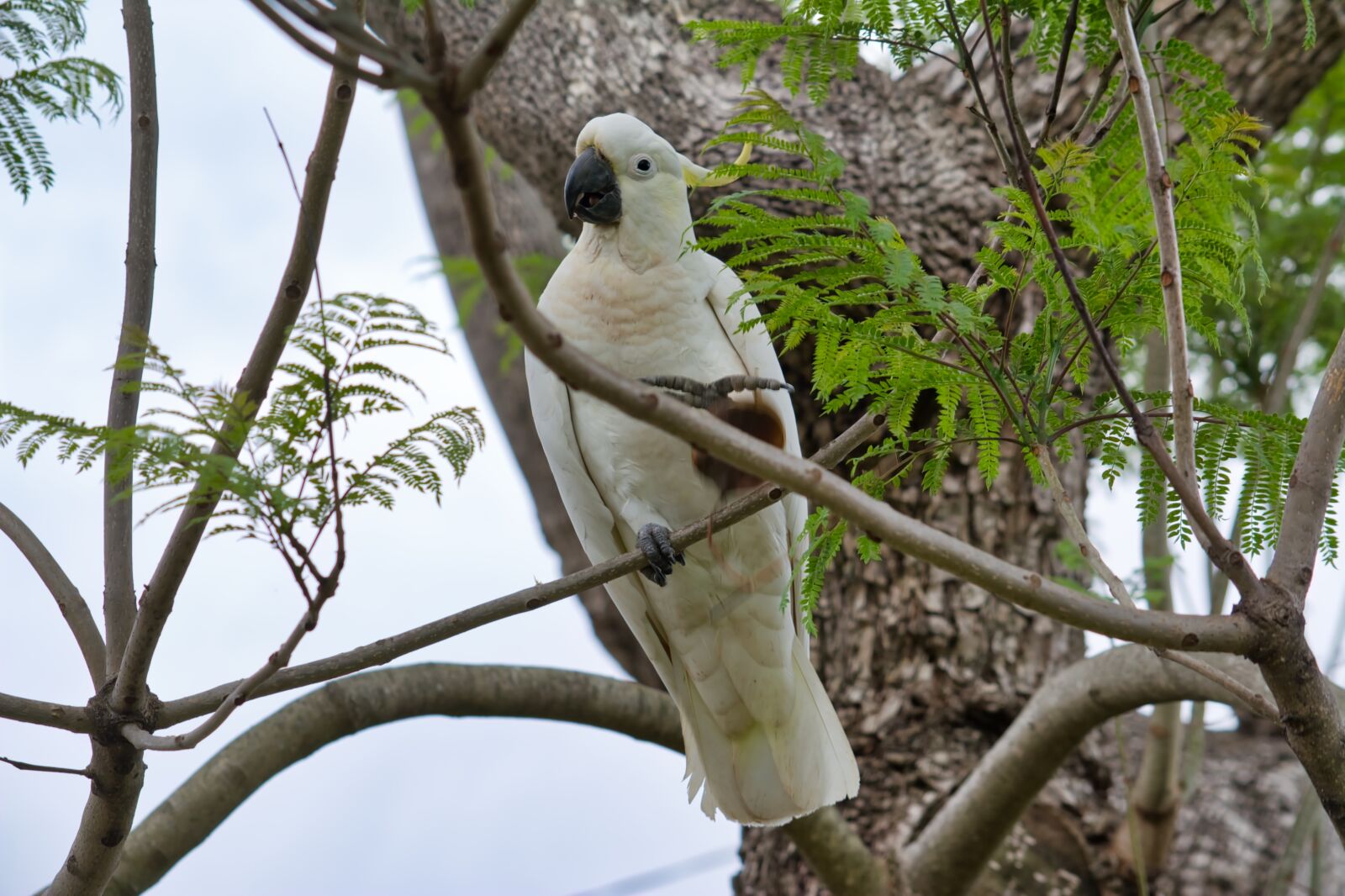 Nikon D5200 sample photo. Parrot, cockatoo, sulfur-crest photography