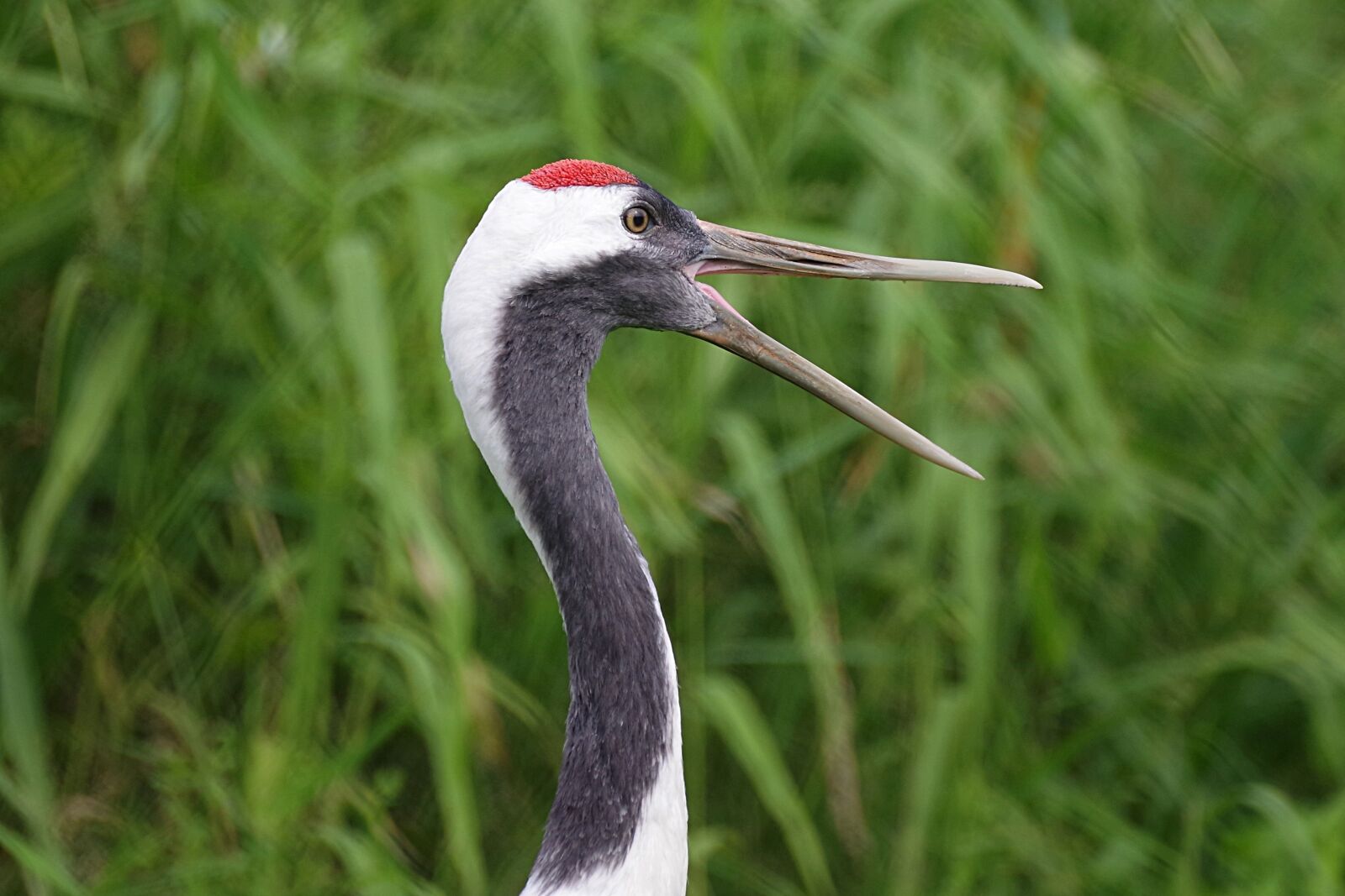 Pentax K-1 sample photo. Natural, bird, wild animals photography