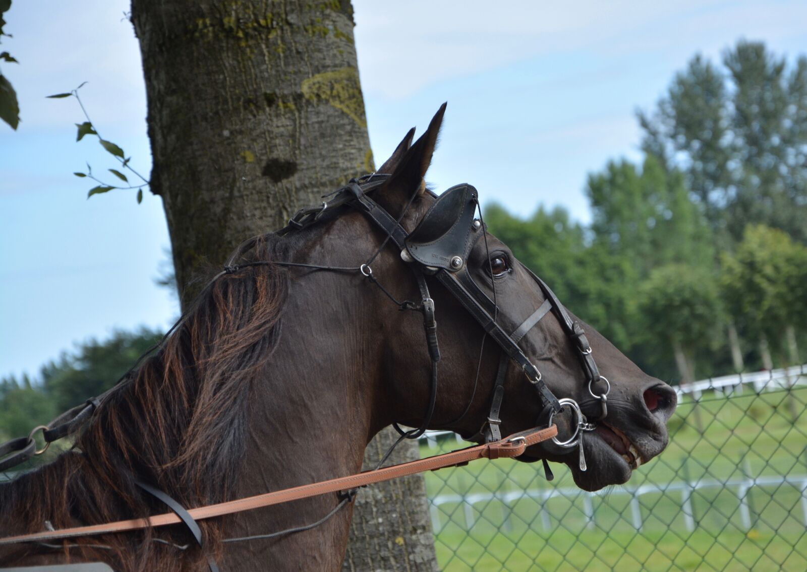 Nikon D5200 sample photo. Horse, horse racing, race photography