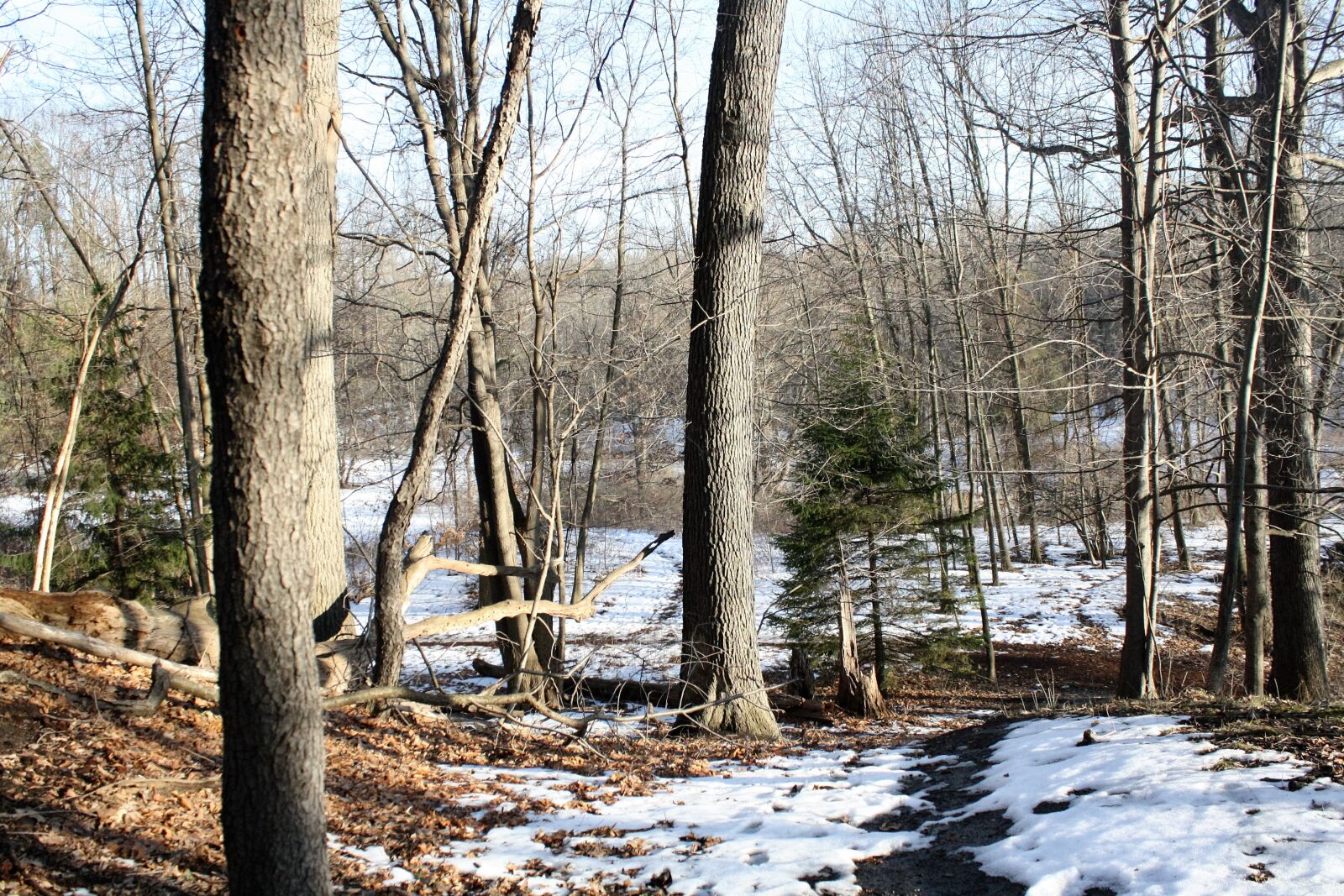 Canon EOS 1000D (EOS Digital Rebel XS / EOS Kiss F) sample photo. Winter, trees, snow photography