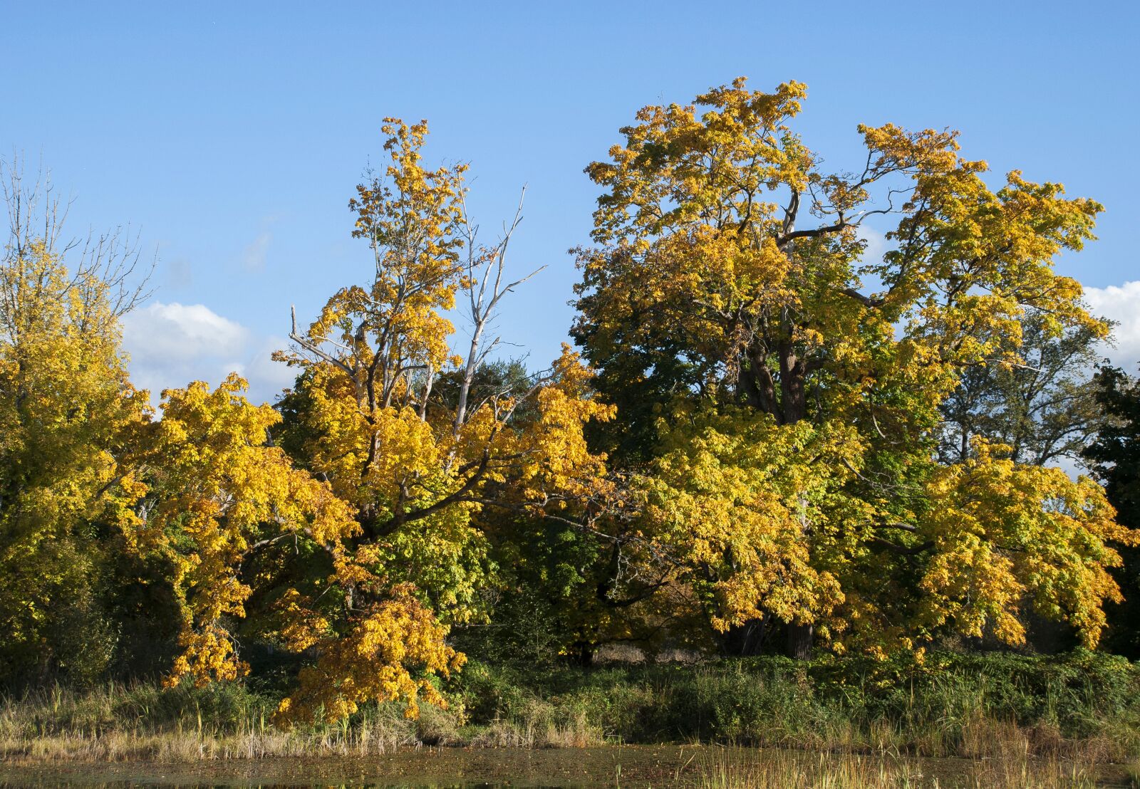 Nikon D80 sample photo. Fall background, trees, fall photography