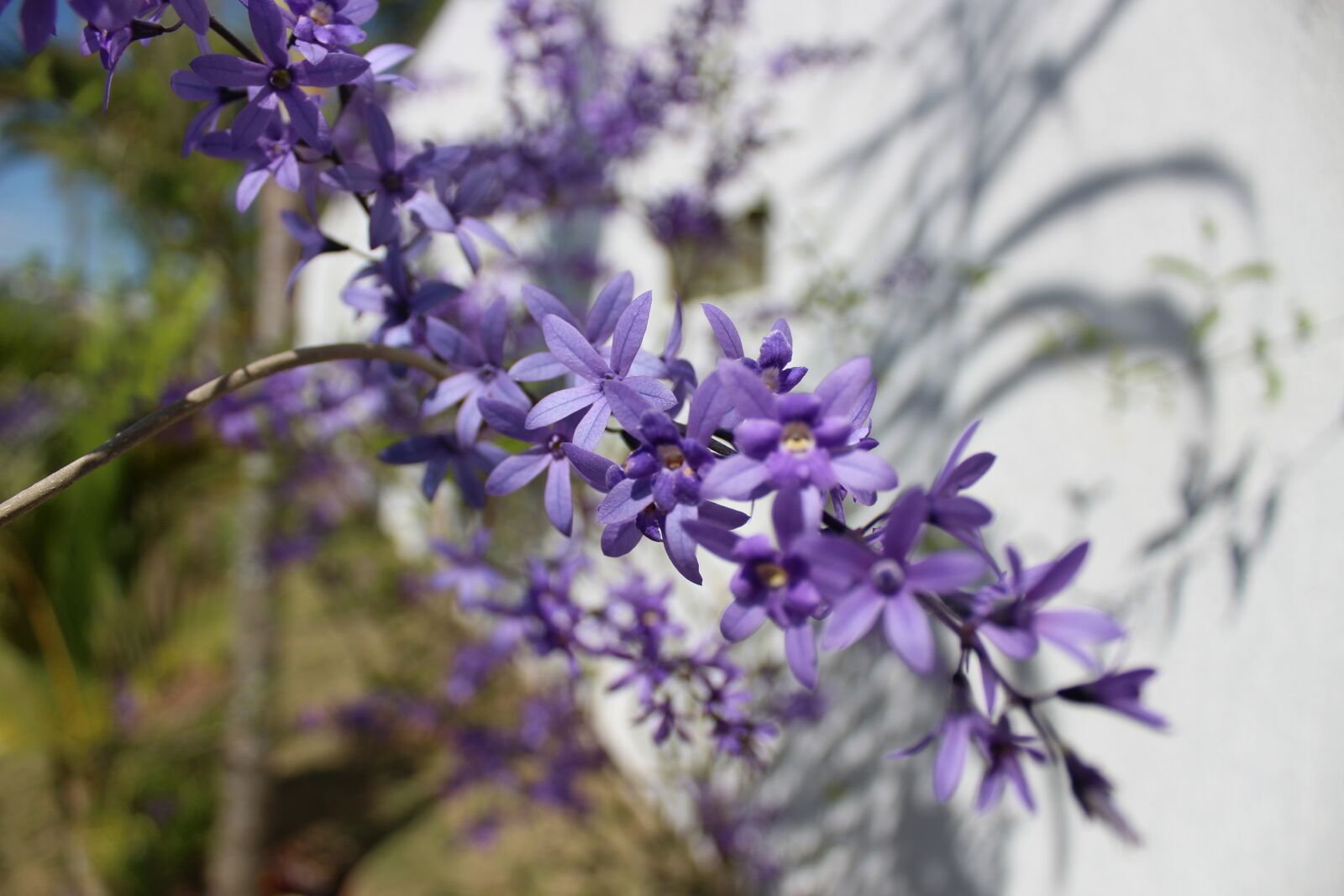 Canon EOS 1200D (EOS Rebel T5 / EOS Kiss X70 / EOS Hi) sample photo. Flower, purple, garden photography