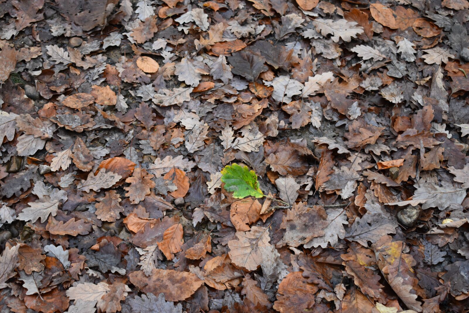 Nikon D3400 sample photo. Leaves, fall, leaf photography