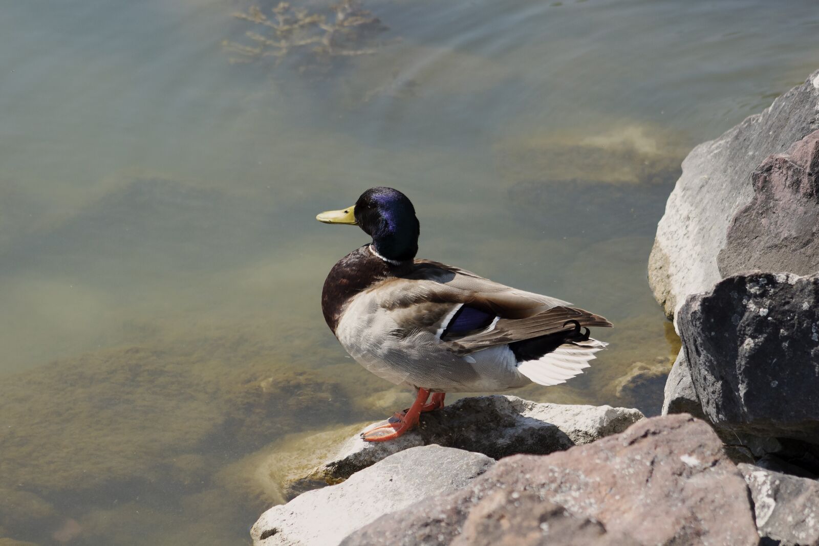 Canon EF75-300mm f/4-5.6 sample photo. Wild ducks, teal, duck photography
