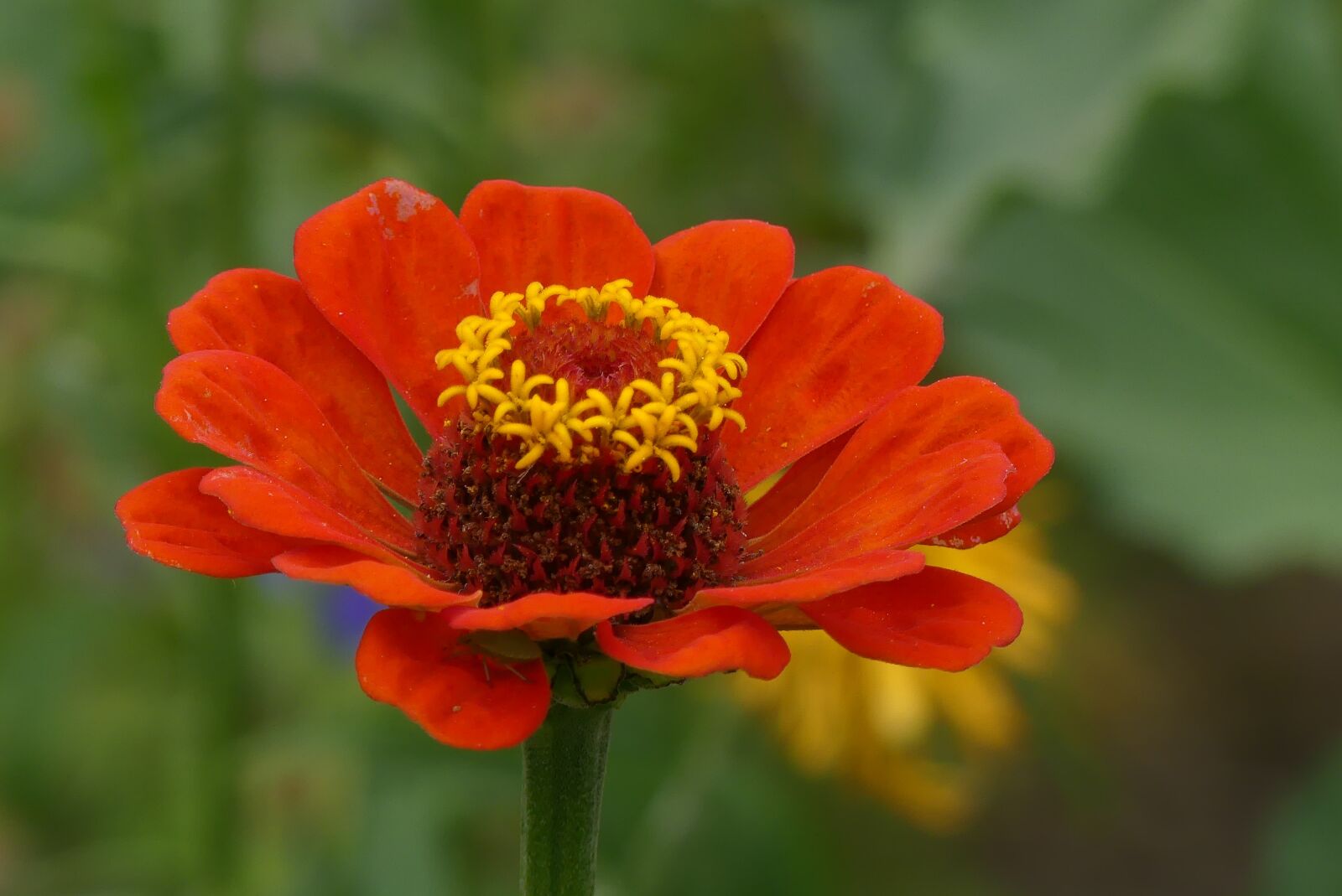 Panasonic Lumix DMC-FZ300 sample photo. Flower, blossom, bloom photography