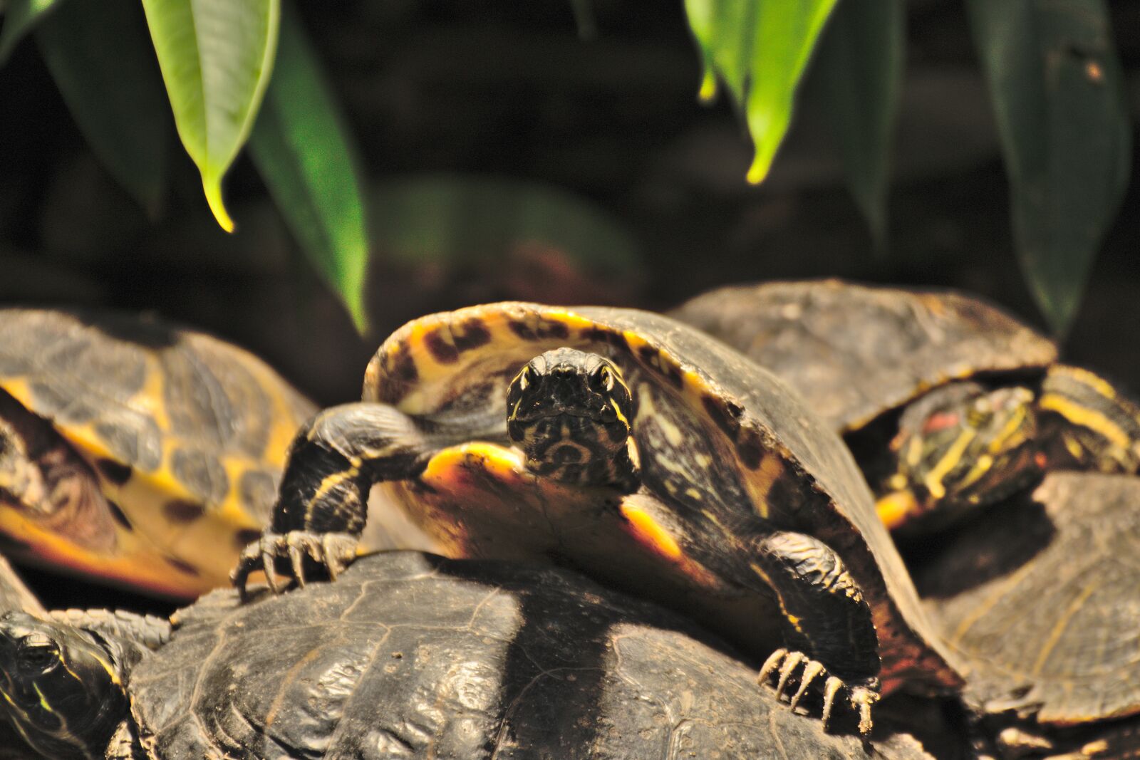 Nikon D3300 sample photo. Turtle, reptile, armored photography