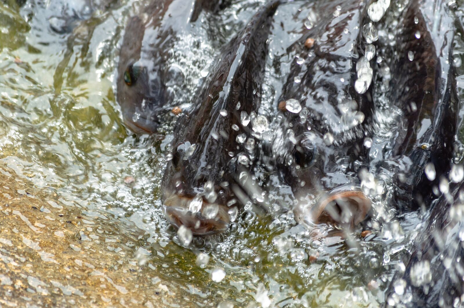 Nikon D3200 sample photo. Tilapia, fish, water photography
