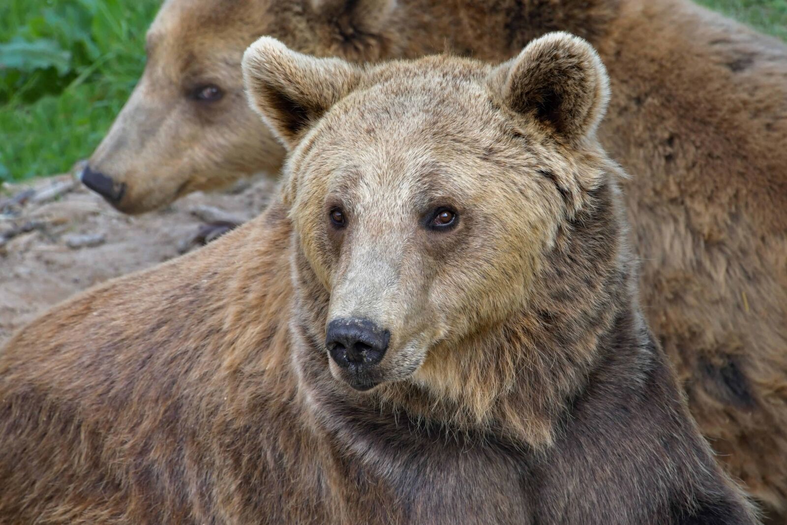 Nikon D500 sample photo. Animal, wild, nature, wildlife photography