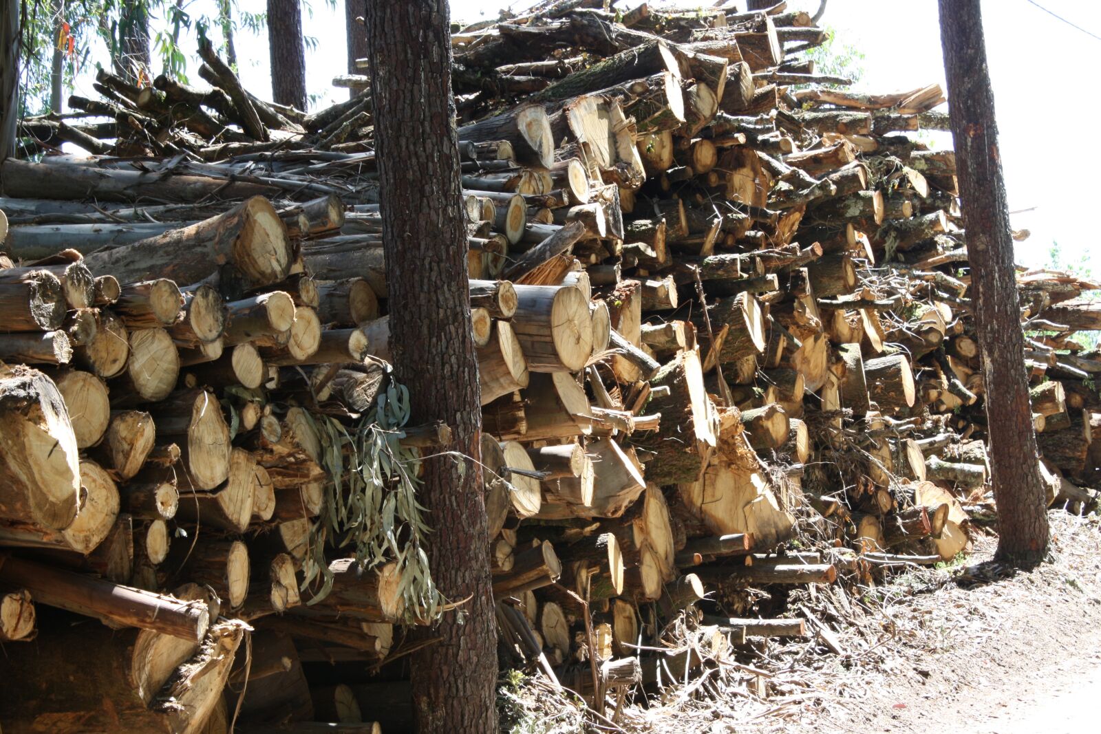 Canon EOS 1000D (EOS Digital Rebel XS / EOS Kiss F) sample photo. Wood, trees, forest photography